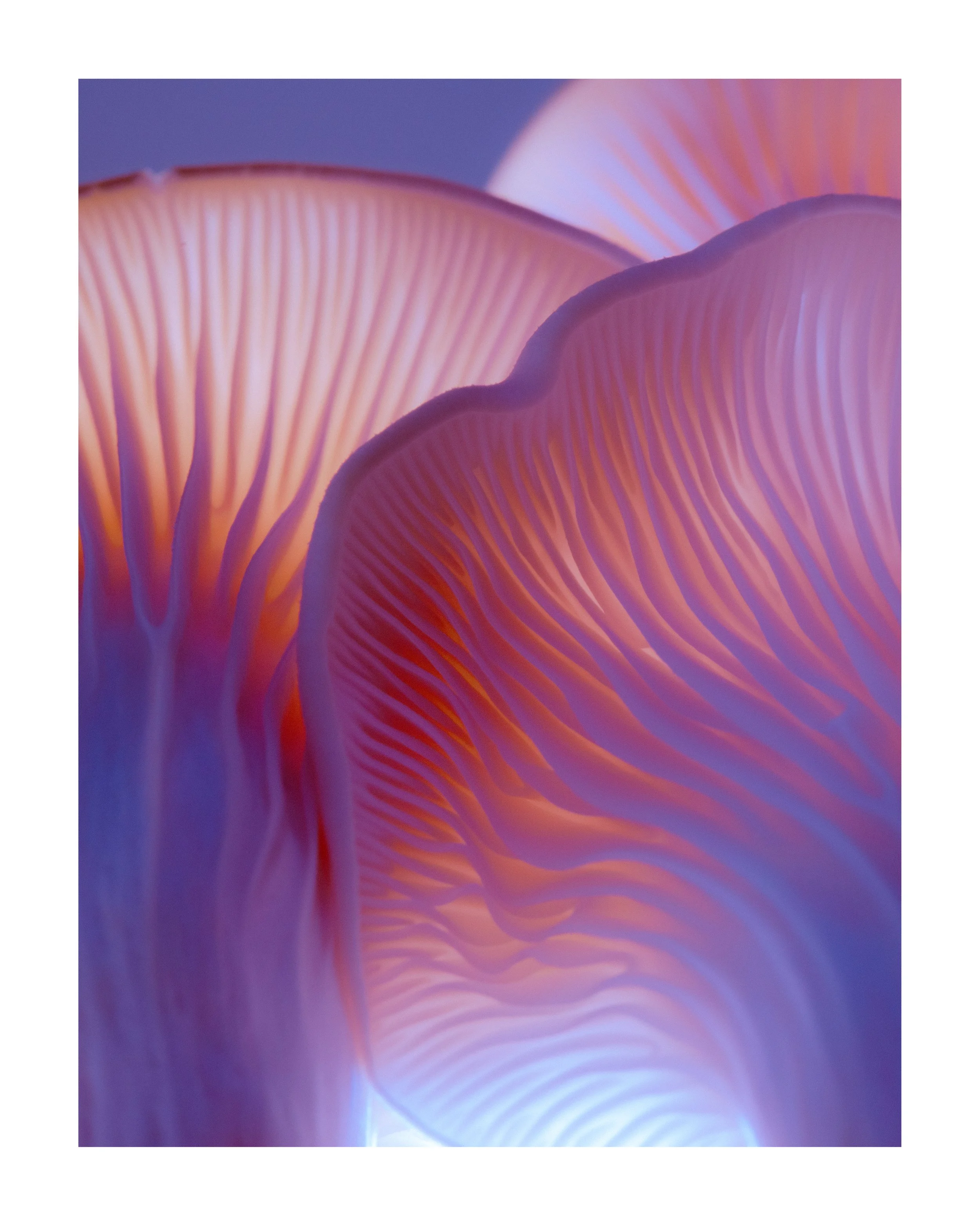 MUSHROOM_03_00007.jpg