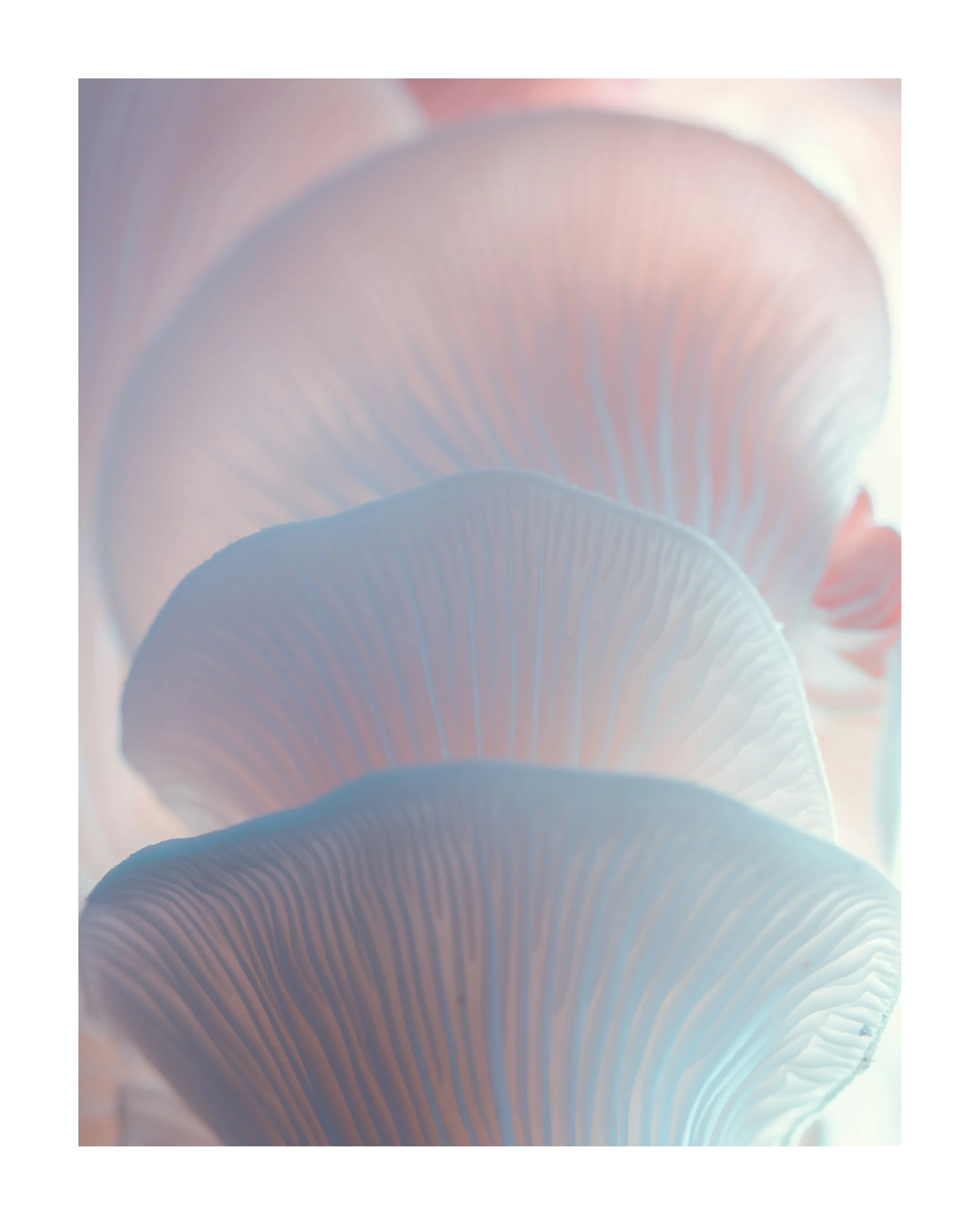 MUSHROOM_03_00008.jpg