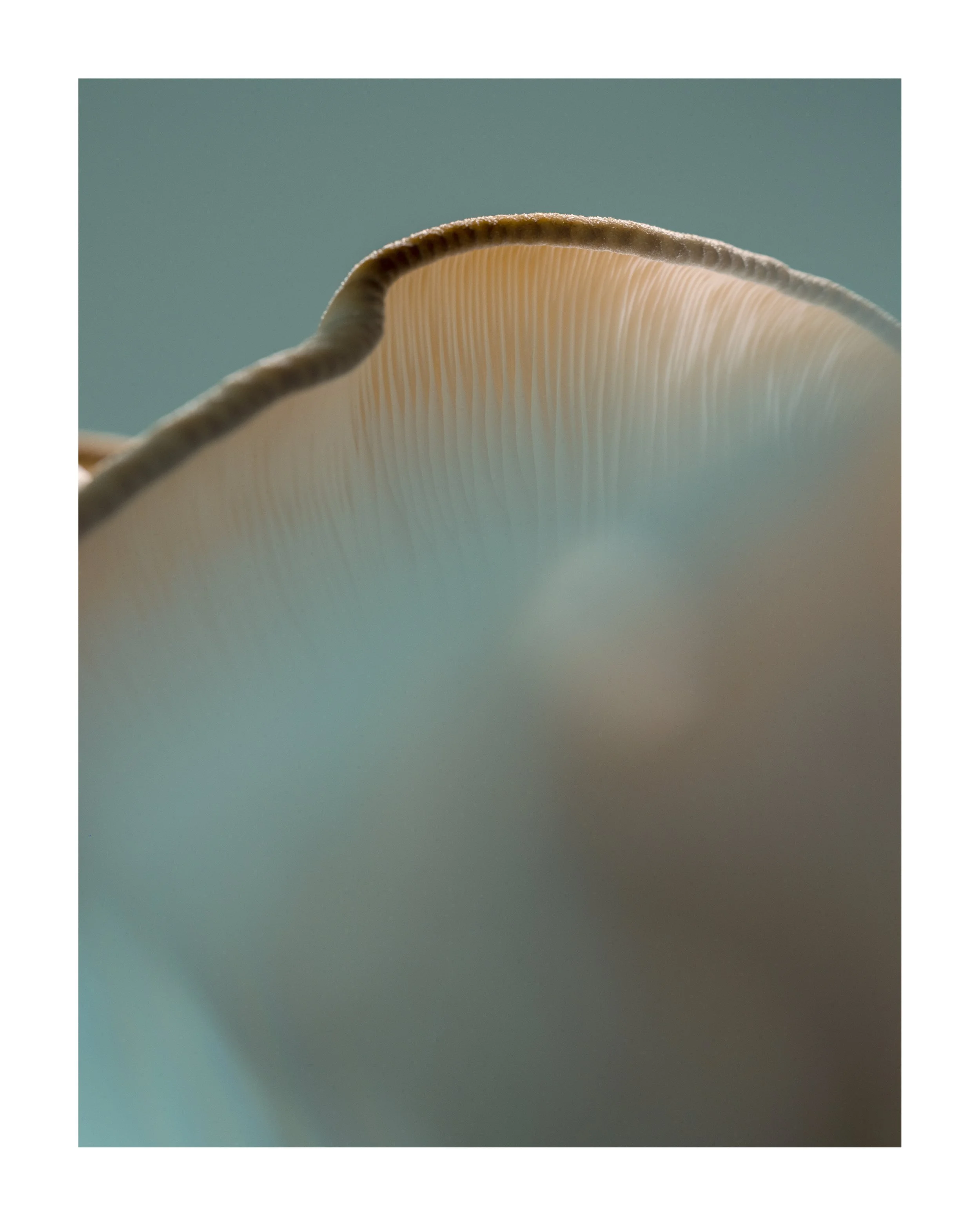 MUSHROOM_03_00010.jpg
