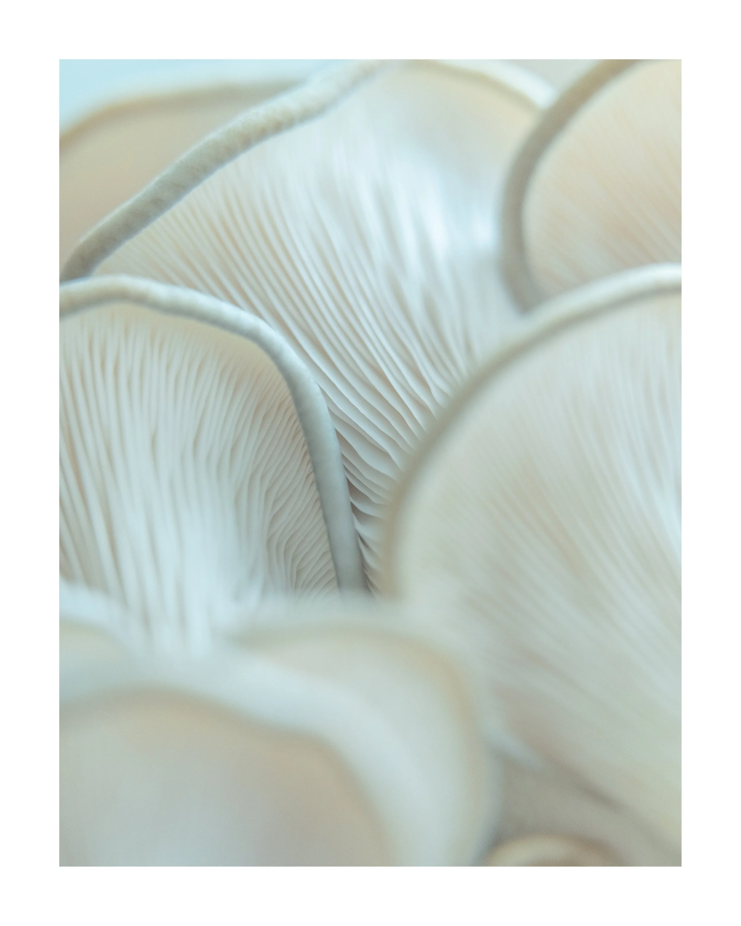 MUSHROOM_14_00000.jpg