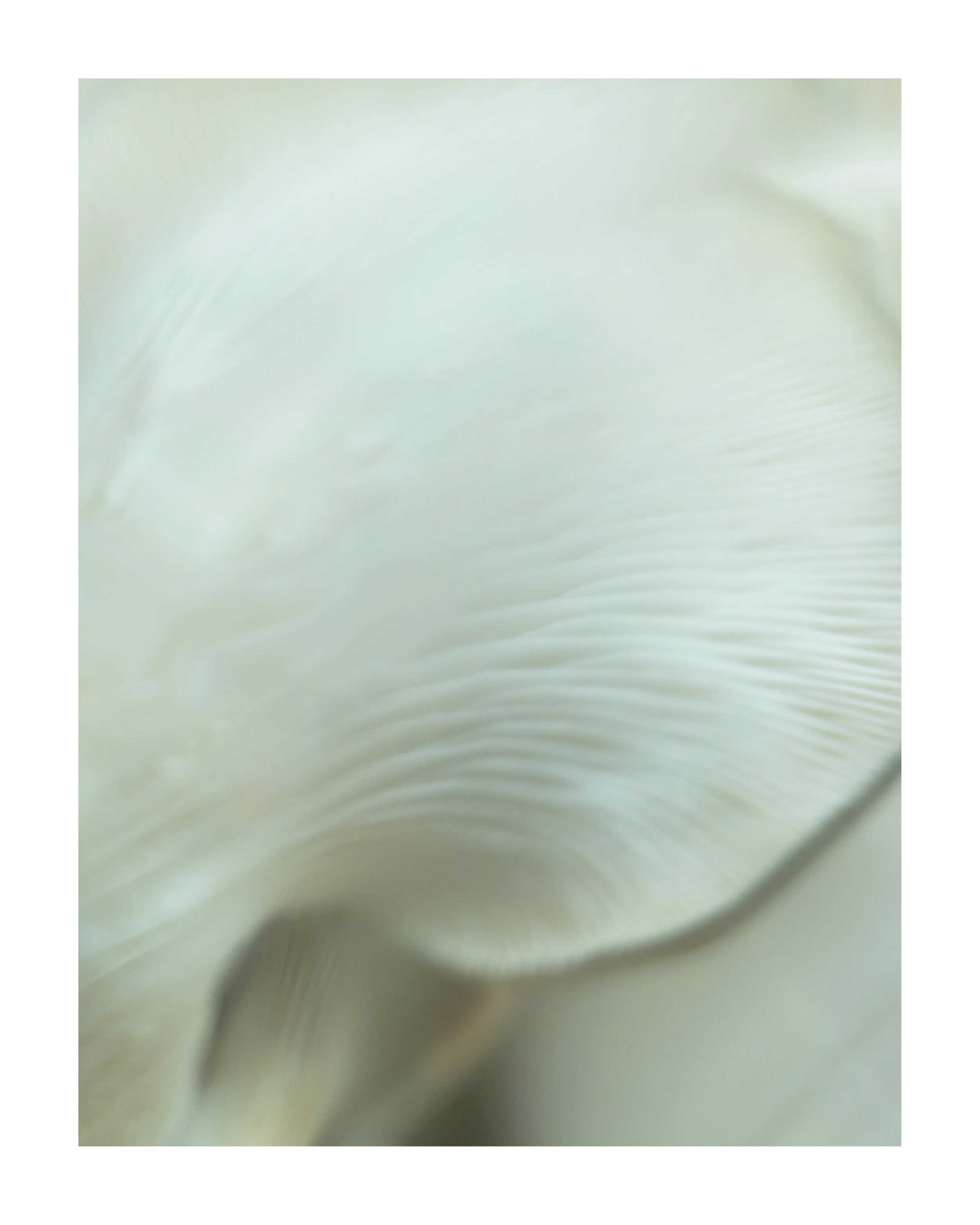 MUSHROOM_14_00001.jpg