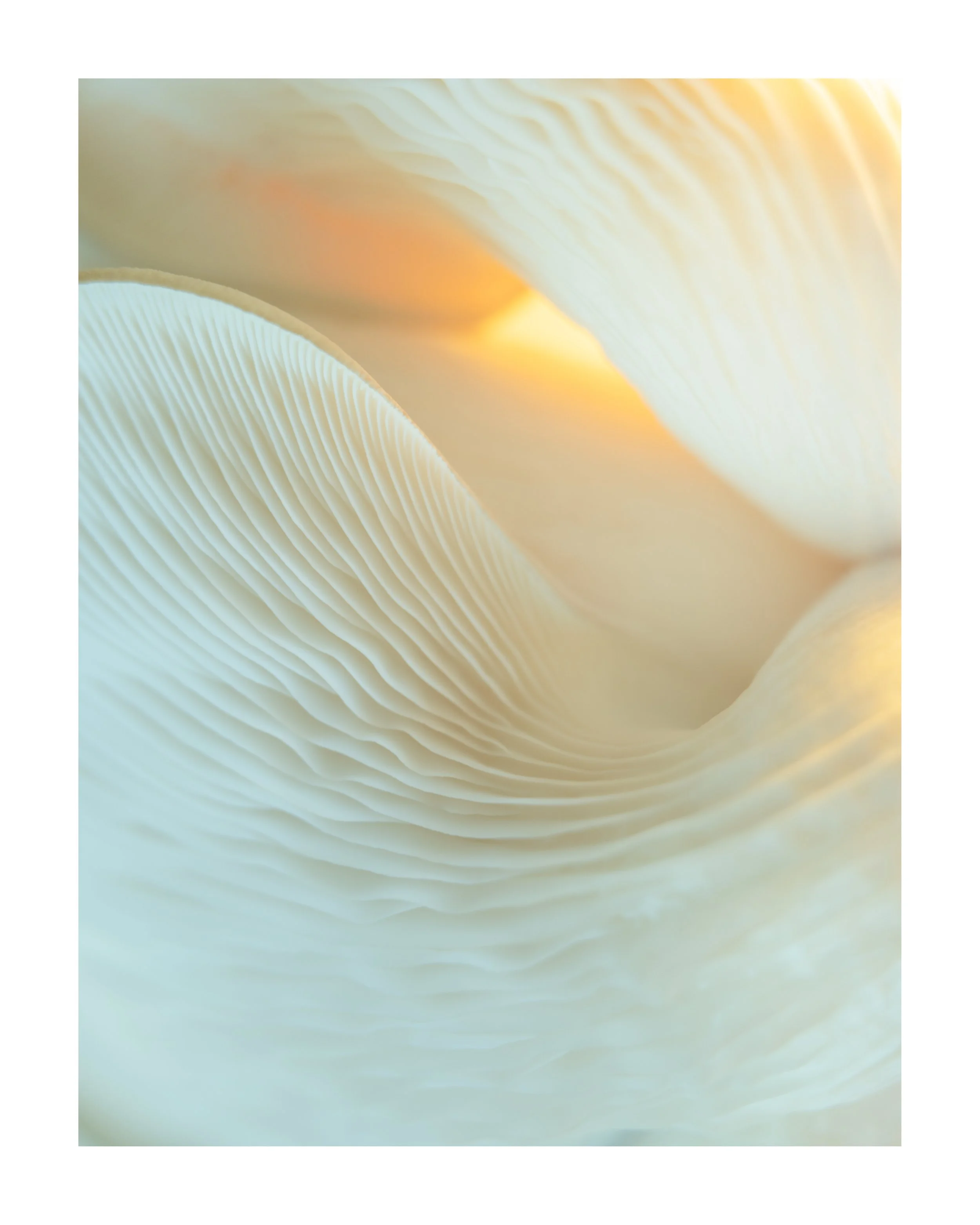 MUSHROOM_14_00002.jpg