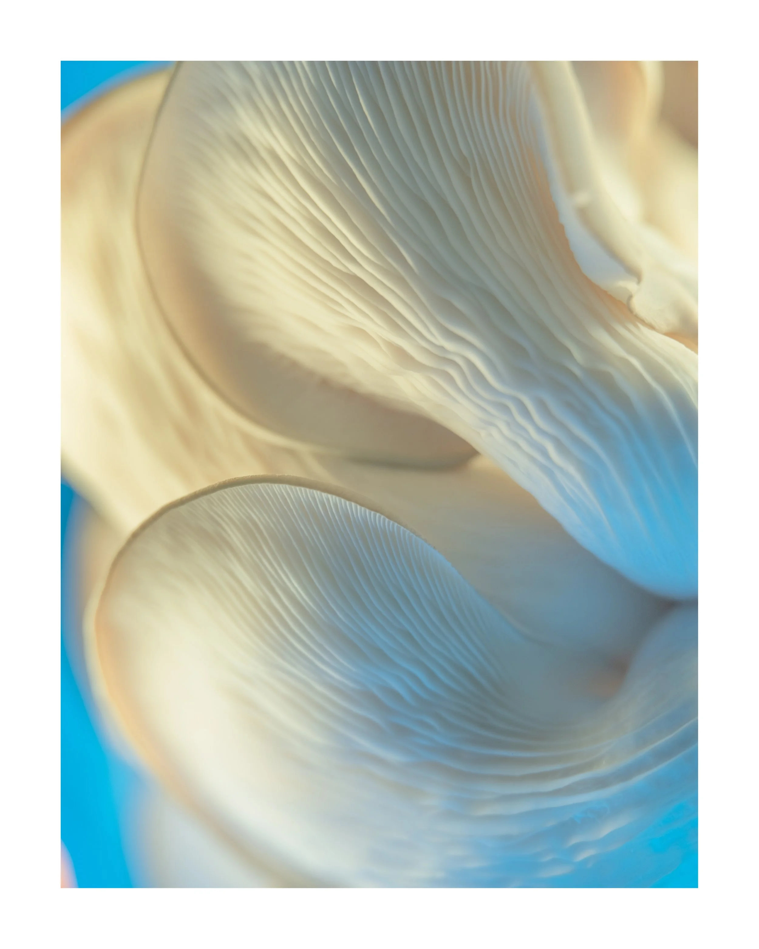 MUSHROOM_14_00003.jpg