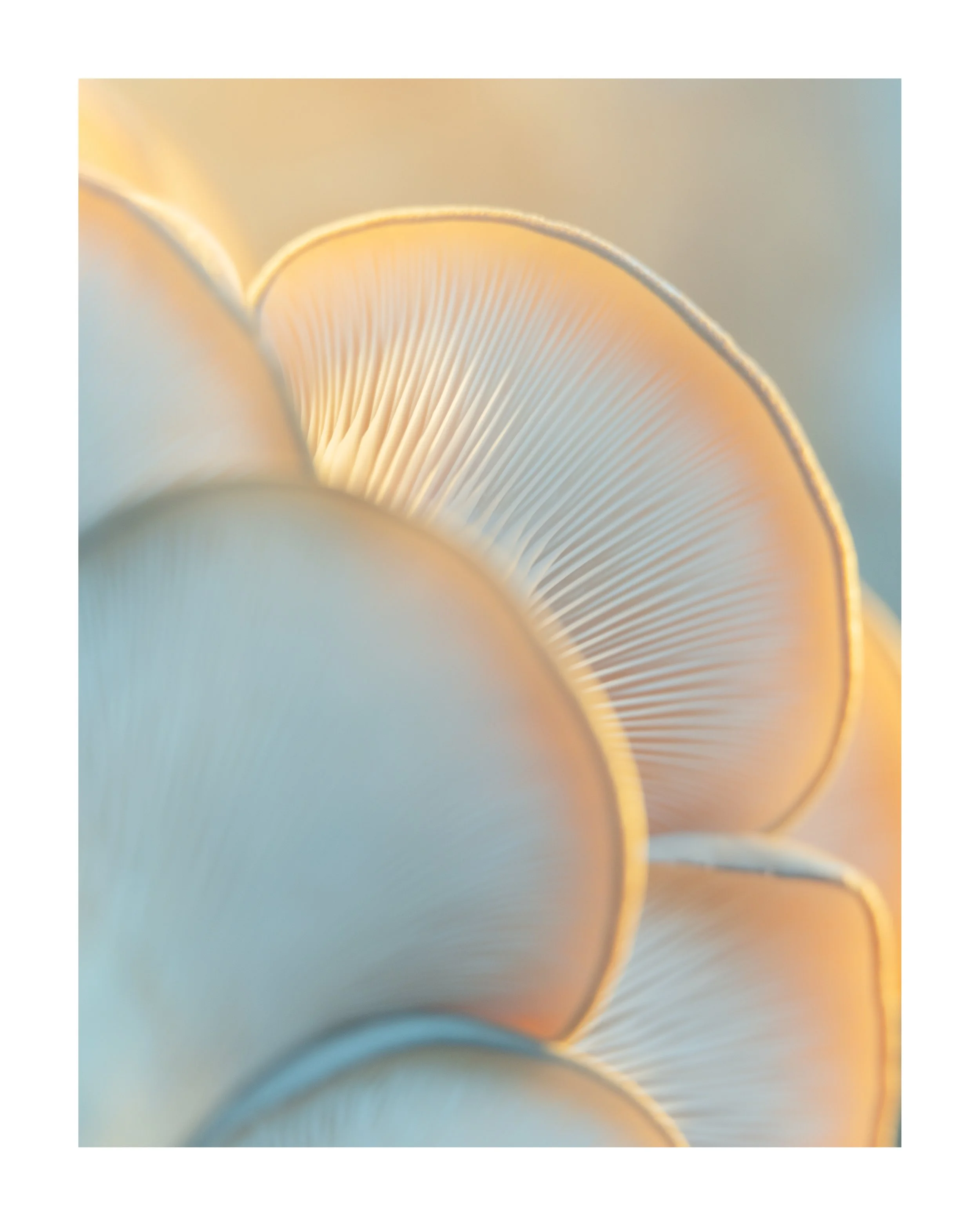 MUSHROOM_14_00004.jpg