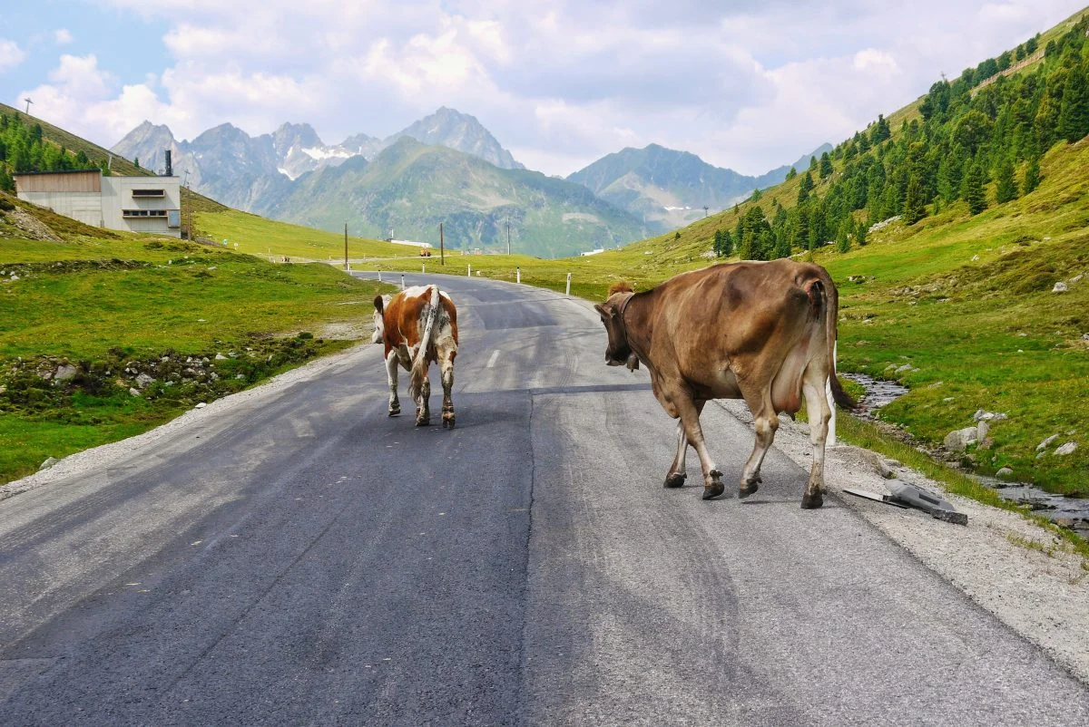 Quelle: Bild aus dem Innsbruck Blog unter: https://blog.innsbruck.info/de/sport-natur/hoch-hinaus-mit-dem-rennrad-auf-2000-meter/