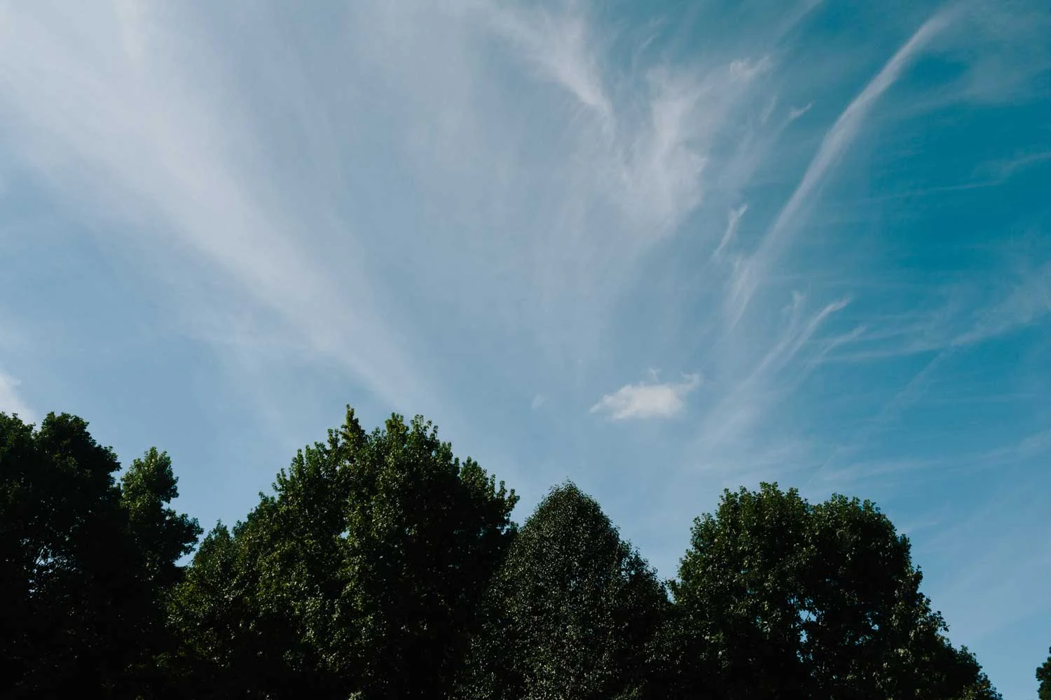 dix-park-2.jpg