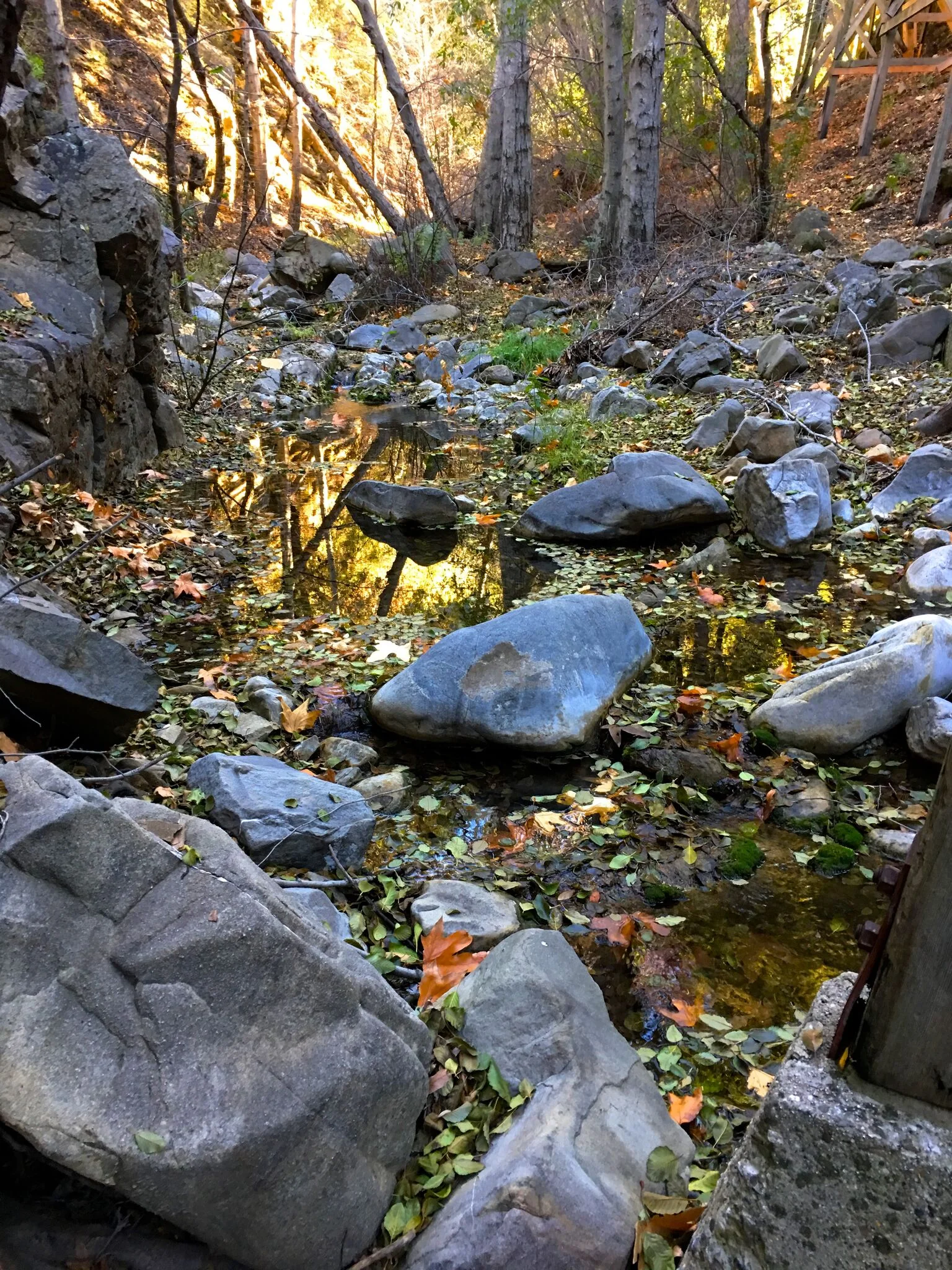 Alder Creek 2.jpg