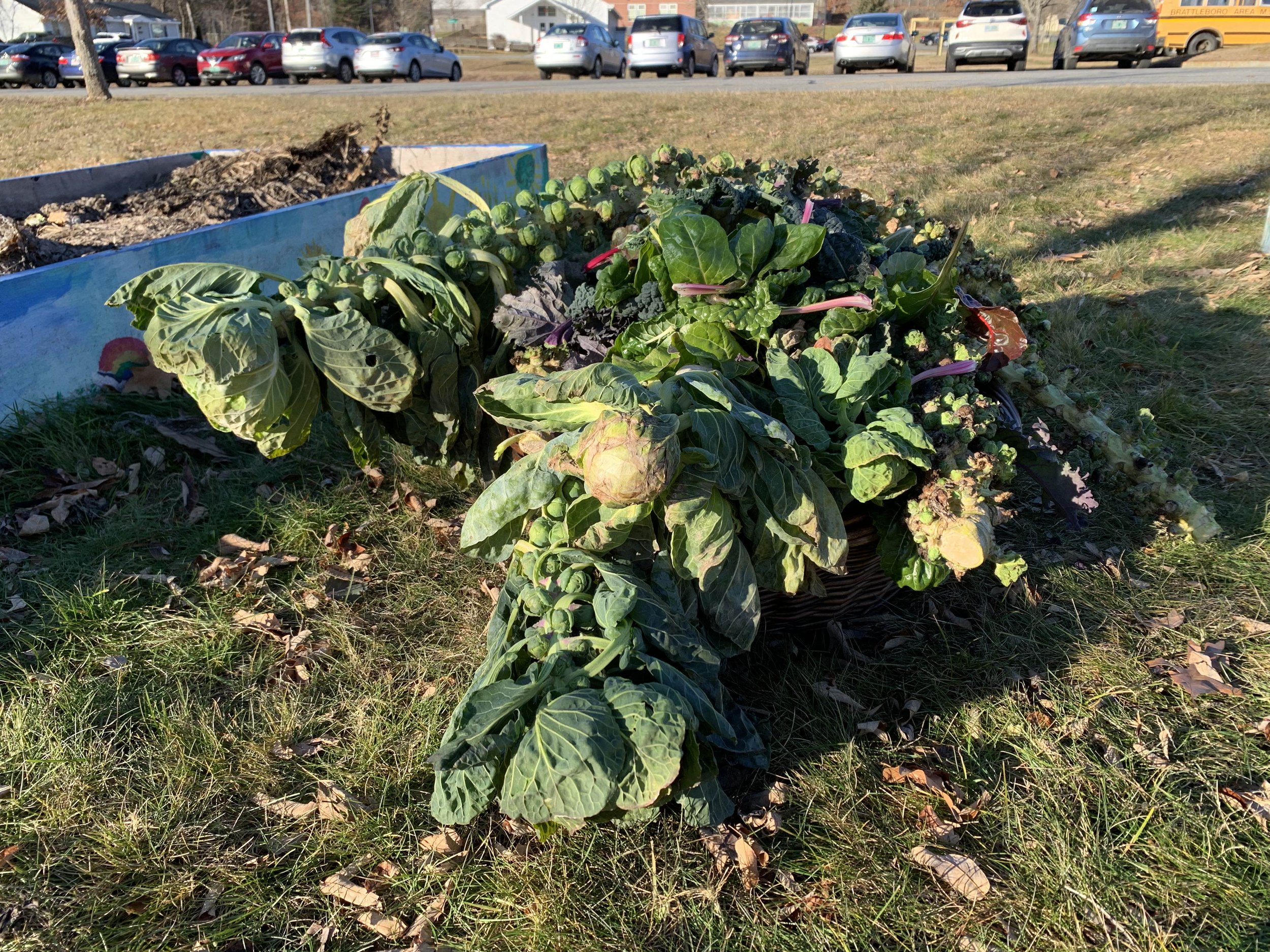 2022.1.BAMS_Garden_Harvest_4.jpg