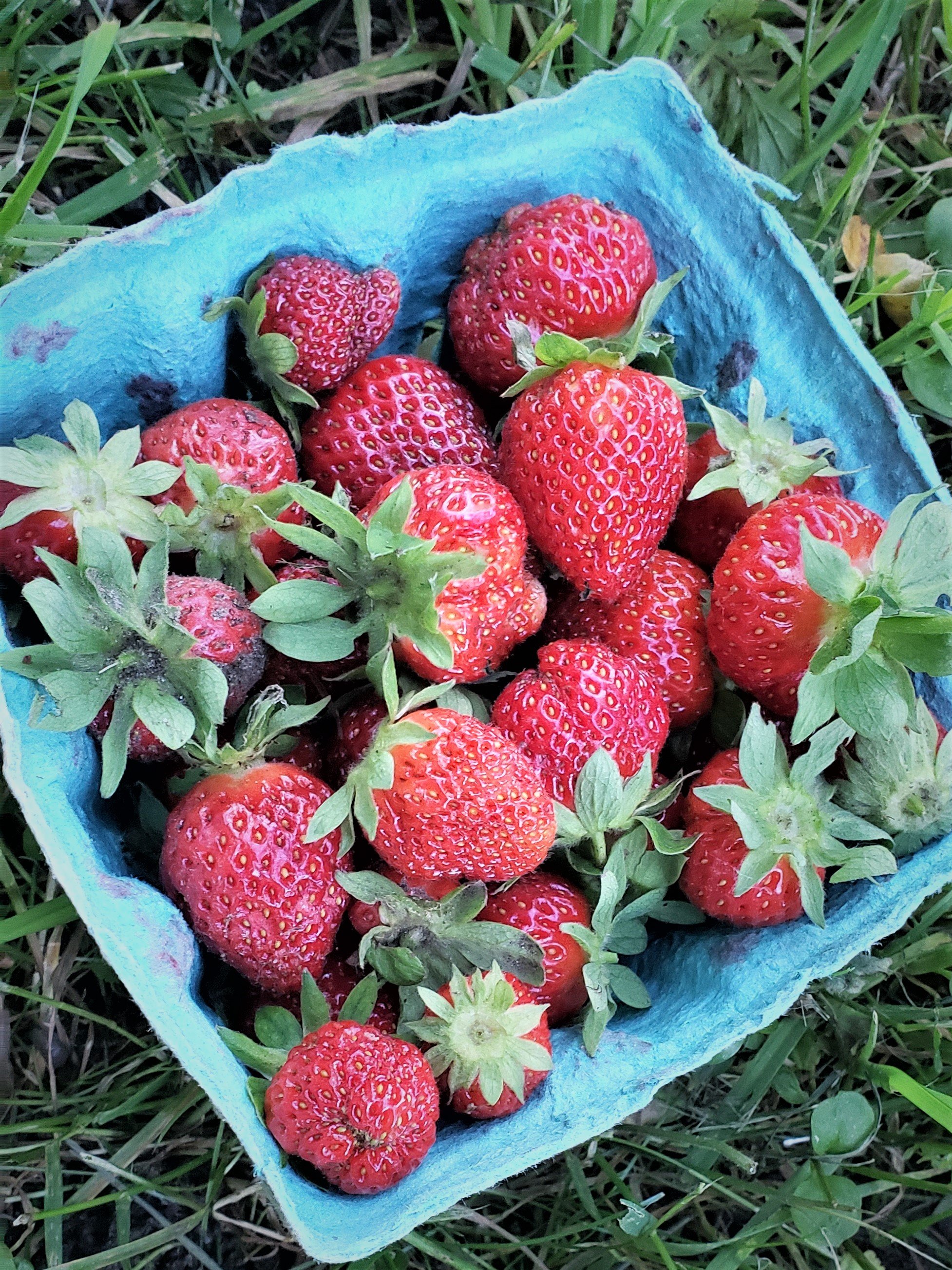 Strawberries - LC (3).jpg