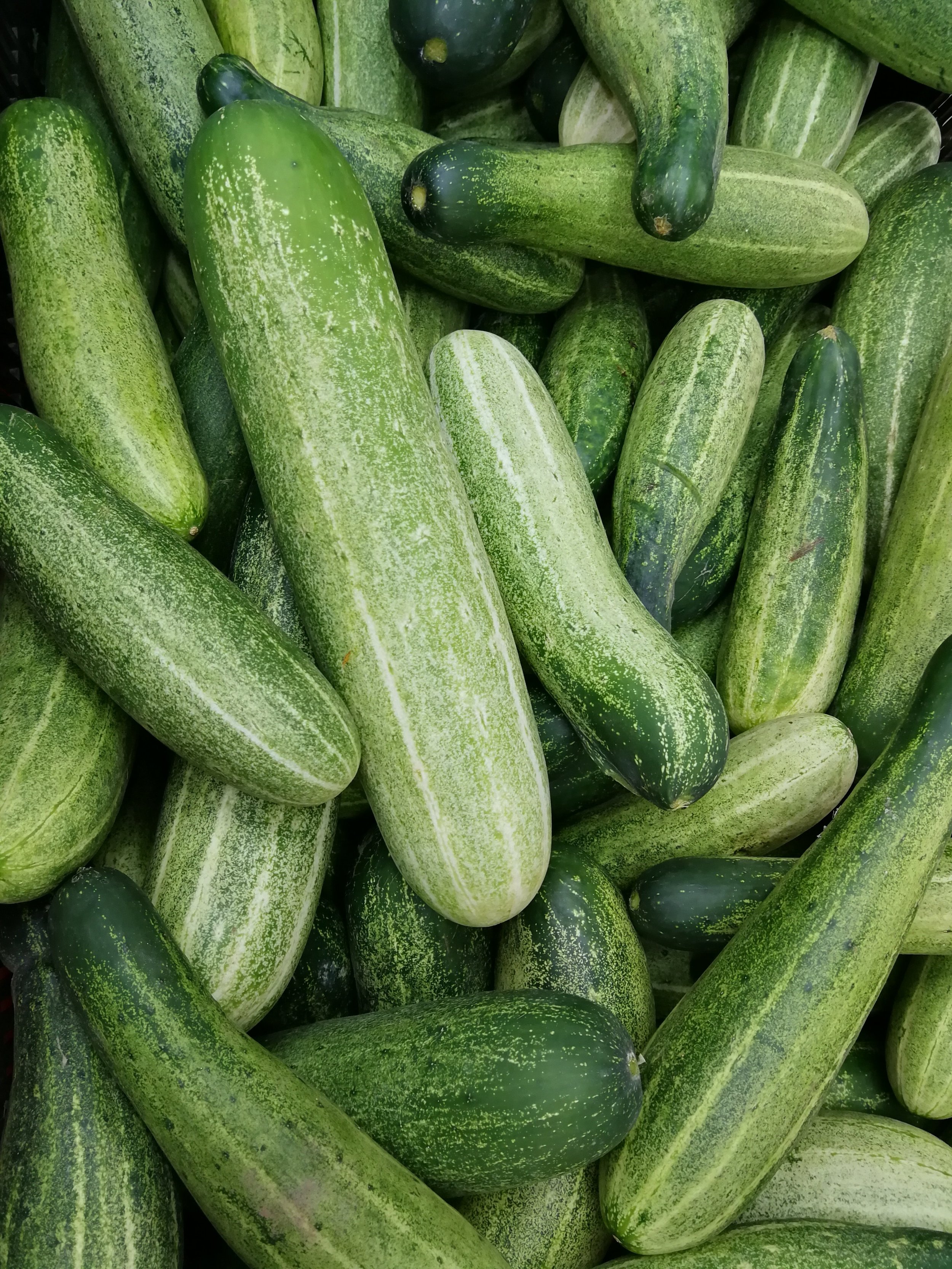 cucumber-food-green-2329440.jpg