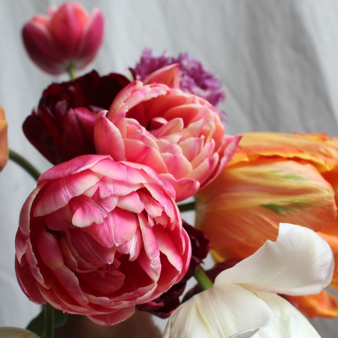 Sleeved and retail-ready! Spread Spring throughout your establishment with the most popular flower this time of year! Tulips from @oldfriendsfarm (Amherst, MA). 

Find them in the hub (link in bio).

#foodhub