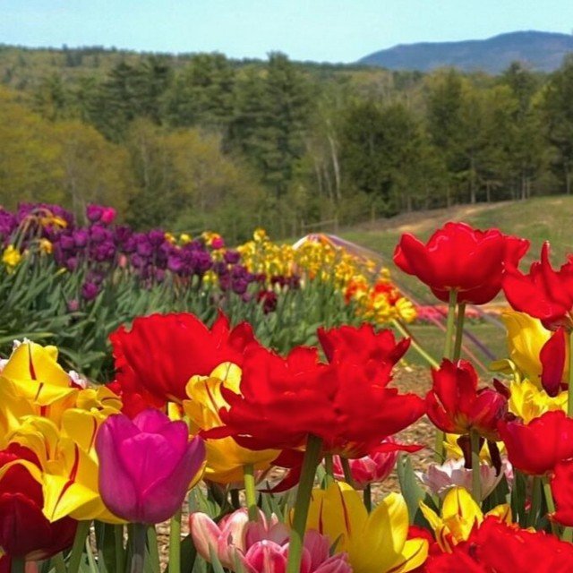 Have you heard of TulipF&ecirc;te? Annually, our friends at @wolfhollowpine in Hancock throw (in our opinion) New Hampshire&rsquo;s most spectacular tulip event, displaying fields of color with close to 500,000 blooms. 

This year&rsquo;s event will 