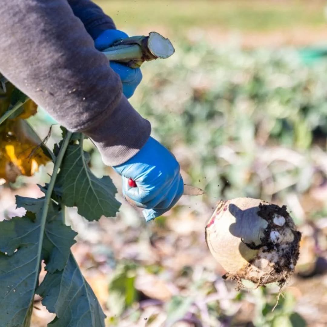 Drought, shifting weather patterns, and federal policy changes have left many local farmers uncertain about the future of regional agriculture.

This past year, crops were hit hard. First by heavy spring rains and temperature swings, then by severe s