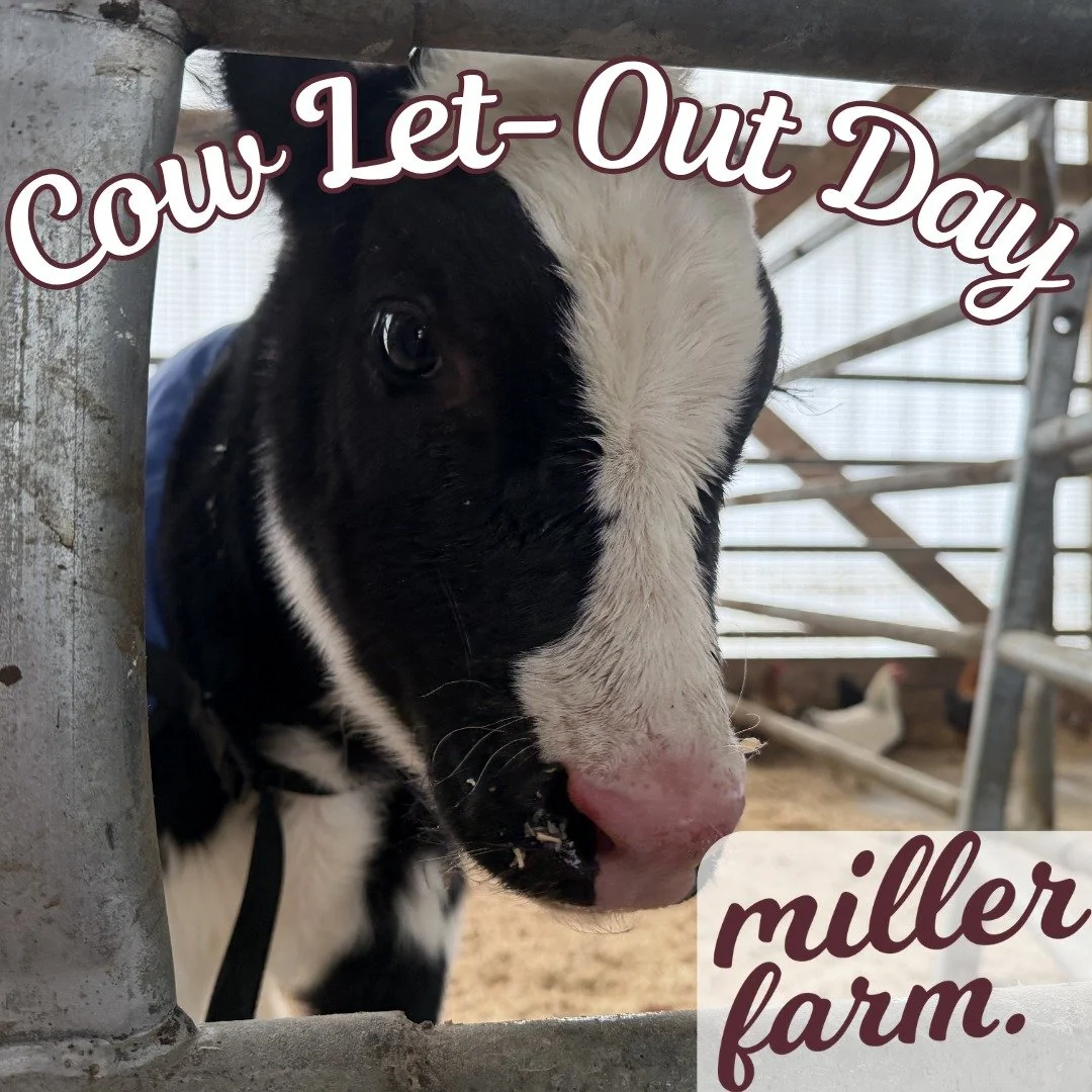 Miller Farm 'Cow Let-Out Day': enjoy free treats &amp; watch the cows return to pasture!

Celebrate the return of grazing season at @vtmillerfarm in Vernon, VT on Thursday, April 30 at 8:30am, as milking cows head out to pasture for the first time th