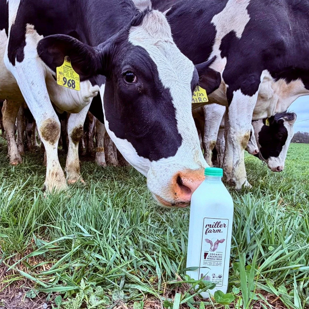 Green caps are back!

Every spring, when the cows return to pasture, @vtmillerfarm celebrates the season by swapping their milk bottle caps for green ones to signify the cows&rsquo; return to grass grazing. 

Next time you see a green-capped bottle, 