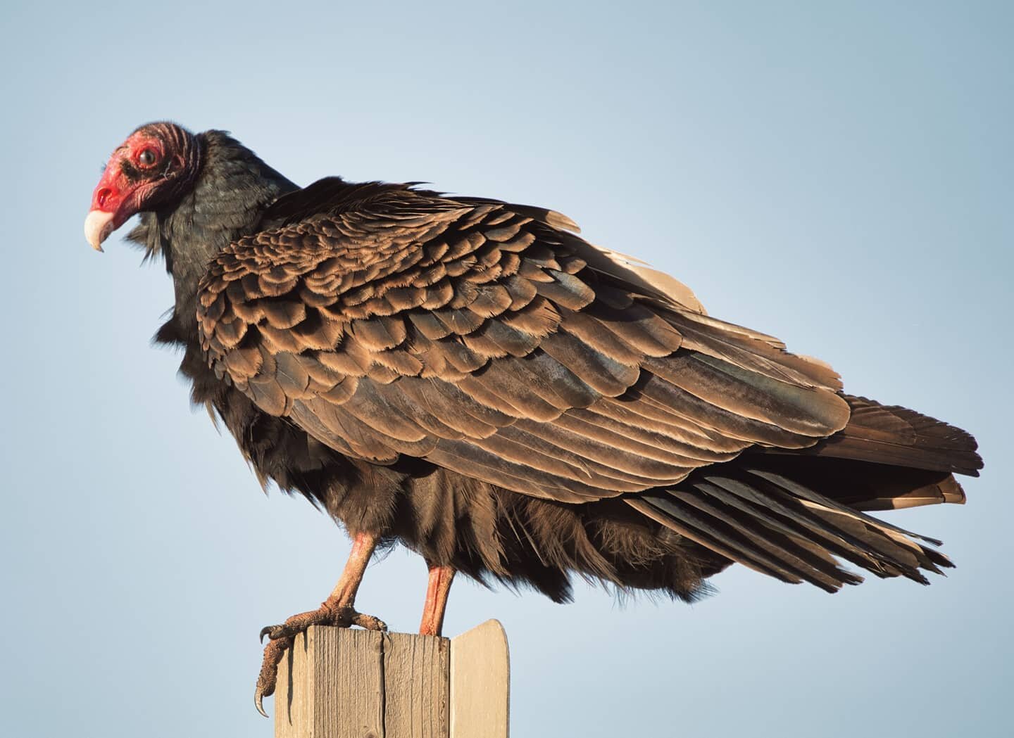 Saw a turkey vulture today #turkeyvulture #birdphotography #wildlife