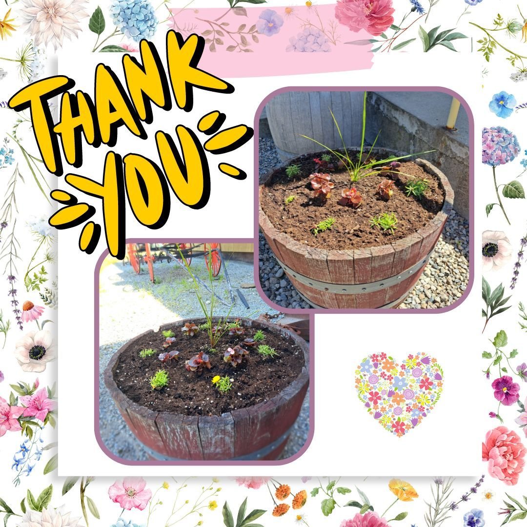 A huge thank you to Billy Boerboom at Windmill Garden Centre for your generous donation of these lovely little plants. Thanks too to our wonderful volunteer Ingrid Nicholson for planting them for us. We look forward to watching them grow and brighten