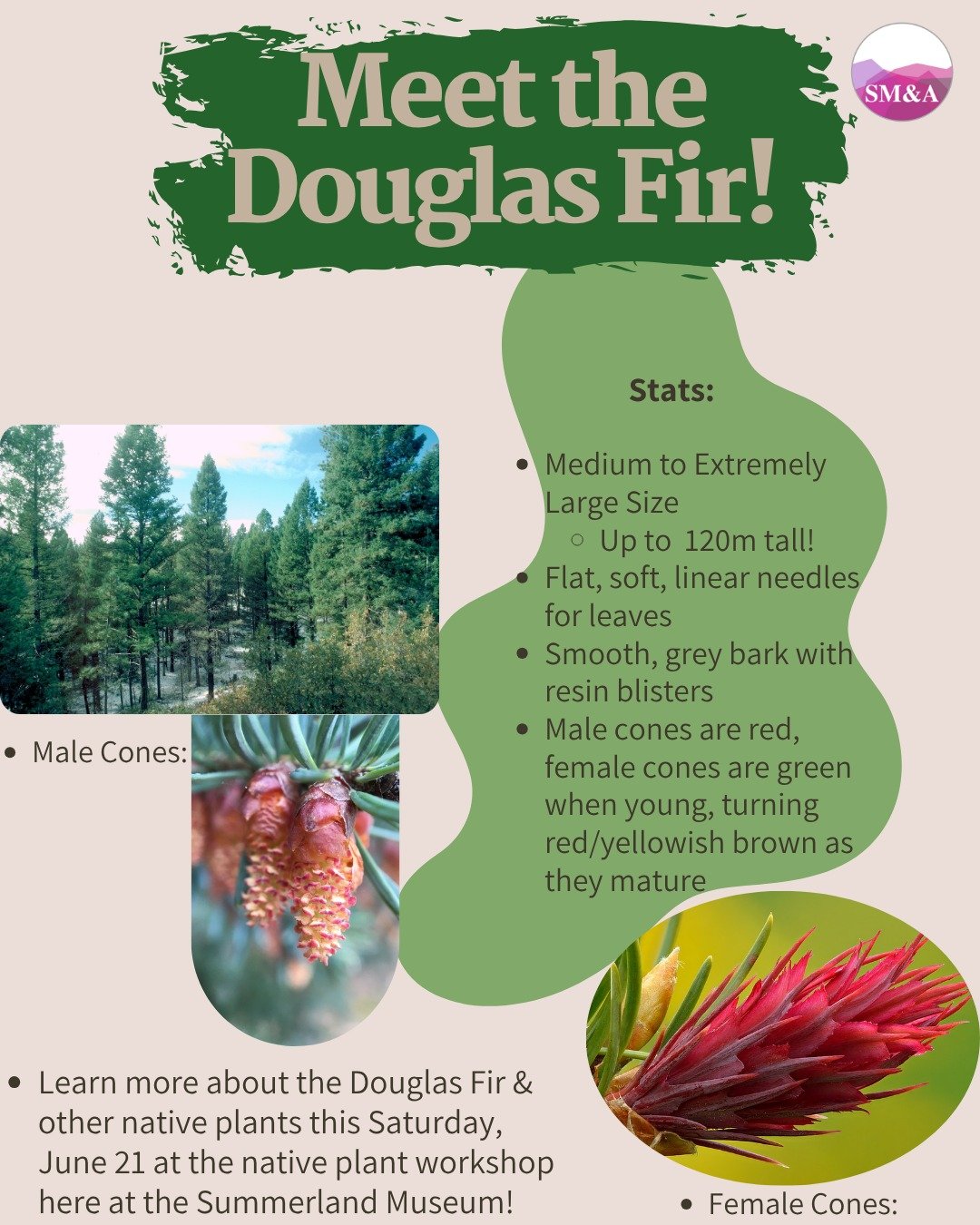 Come see our outdoor Art is Alive! Native Plant workshop activity about the Douglas Fir and other Native Plants this Saturday June 21st from 10:00AM to 4:00PM just outside the Summerland Museum!