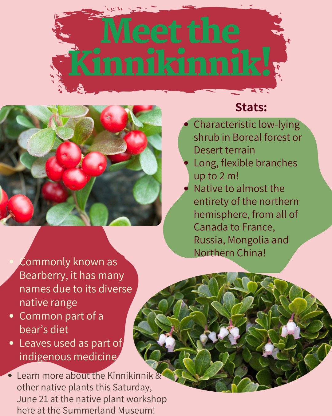 Come see our outdoor Art is Alive! Native Plant workshop activity about the Kinnikinnik and other Native Plants this Saturday June 21st from 10:00AM to 4:00PM just outside the Summerland Museum!