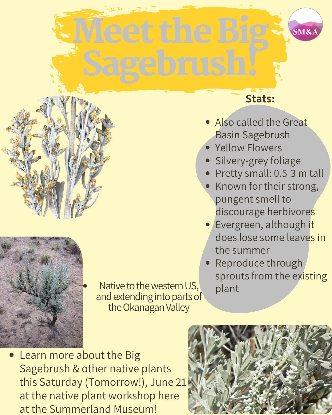 Come see our outdoor Art is Alive! Native Plant workshop activity about the Big Sagebrush and other Native Plants this Saturday (Tomorrow!) June 21st from 10:00AM to 4:00PM just outside the Summerland Museum!