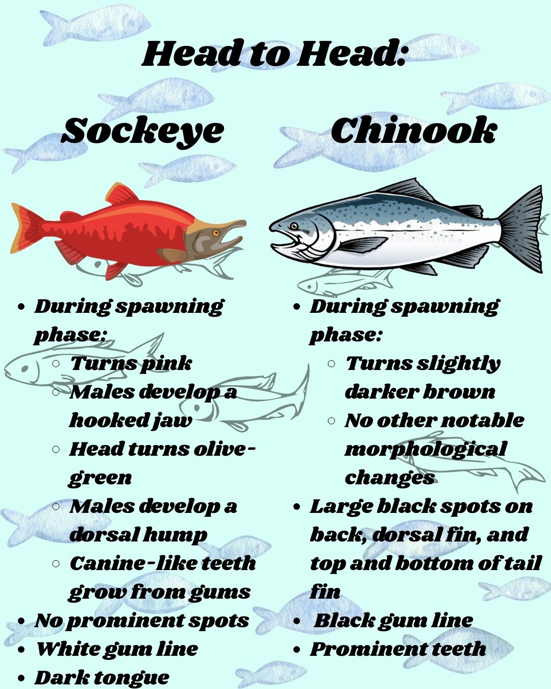 These two salmon may look pretty similar, but if you look a little deeper you can really see a lot more differences between them. These differences shape not only their looks, but also their behaviors, such as how and why they migrate to Okanagan Lak
