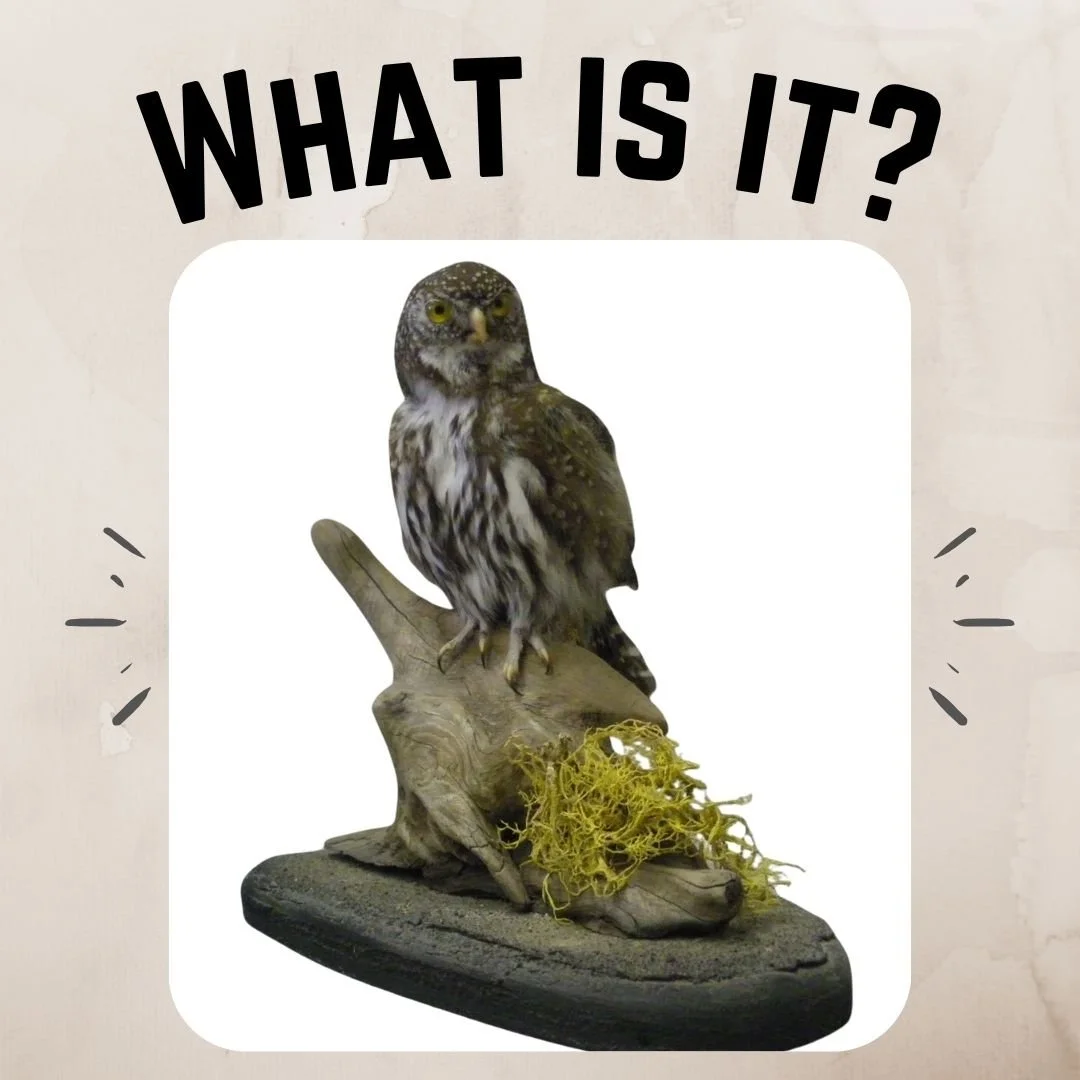 No fooling around... it's time for What-is-it-Wednesday! This guy is far too serious for pranks; that expression means business! But what is he? If you know what our mystery feathered friend is, or would like to take a guess, please leave your answer
