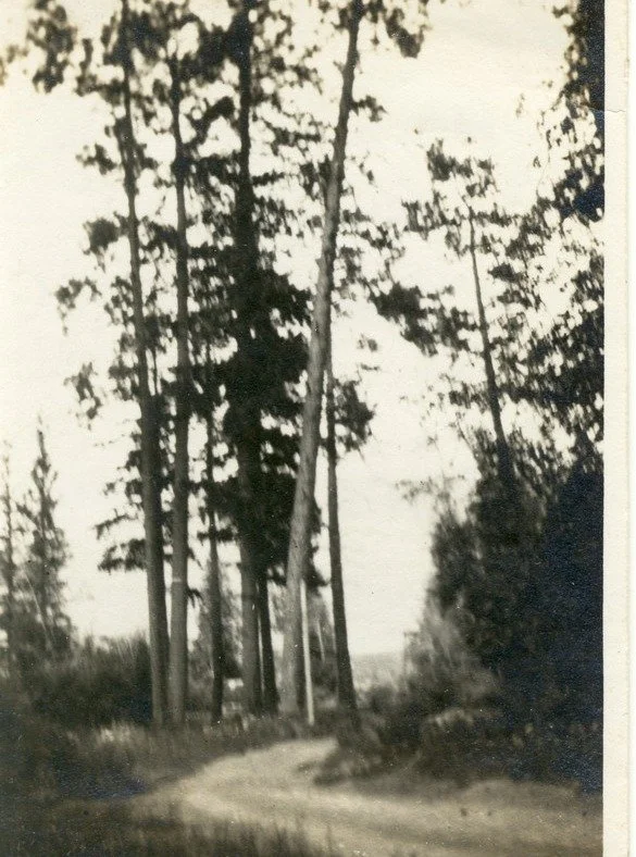 In honour of Earth Week, today's Throwback Thursday photos celebrate one of Summerland's native trees - the Ponderosa Pine.

These giant trees can grow in excess of 100ft and can live up to 400 years! They are perfectly adapted for the Okanagan habit