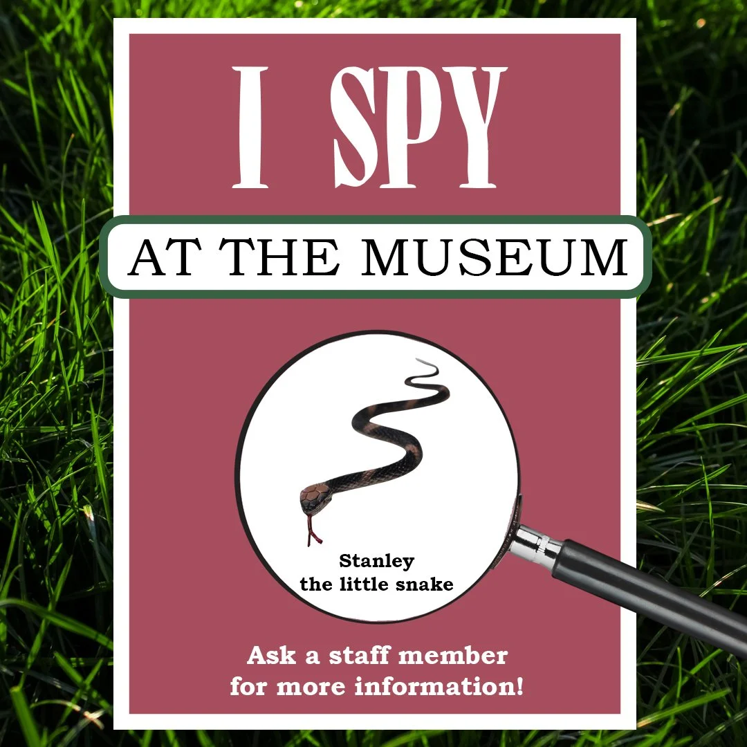 Eek! There's a snake on the loose in the Museum! 🐍 Stanley the snake has decided to slither through our exhibits and we need your help to find him. Let our staff know where Stanley is hiding to earn a treat from our prize basket! 🍬

#ISpy #FunForKi