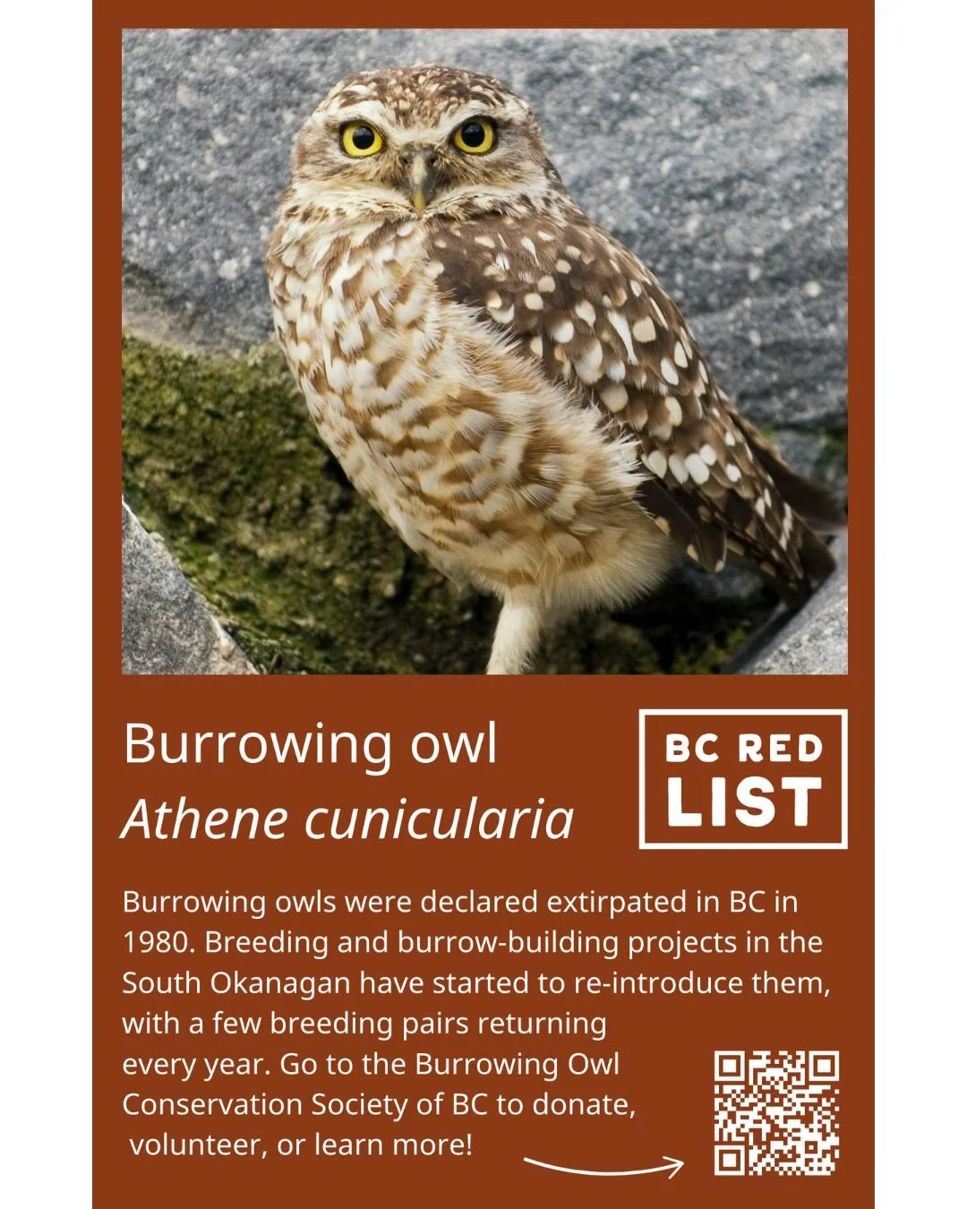 Today is Endangered Species Day 🦇
Did you know that 48,600 species worldwide are threatened with extinction? (International Union for Conservation of Nature and Natural Resources)
In the South Okanagan and Lower Similkameen alone, 32 species are con