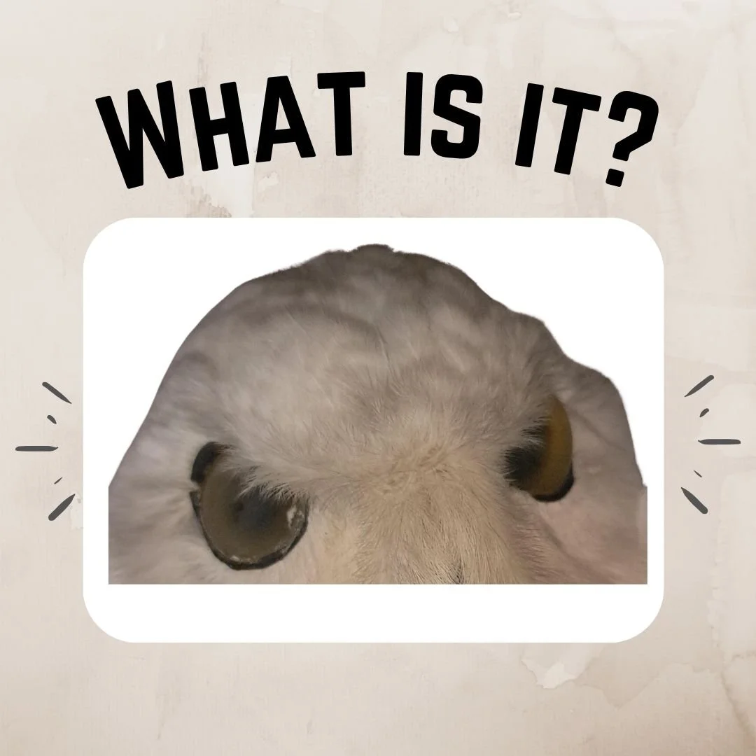 I spy with my beady eye, something beginning with W..... yes, it's What-is-it-Wednesday! This week's mystery artifact looks right back at you (judging us?!). Do you recognise this stare (glare?)? If you think you know what it is, or would like to tak
