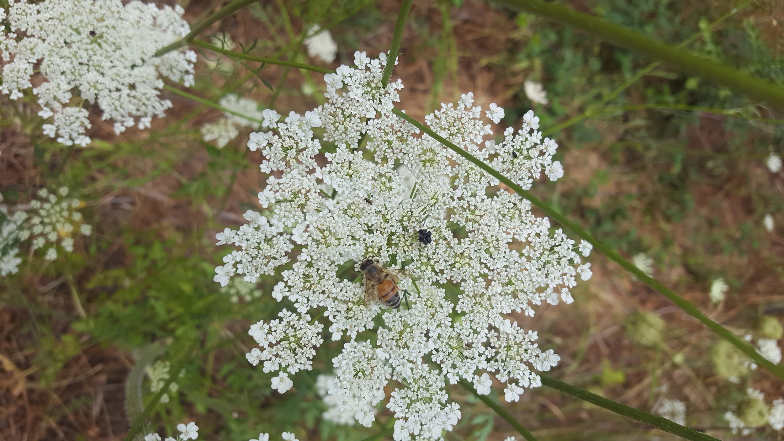 20170815_134914.jpg