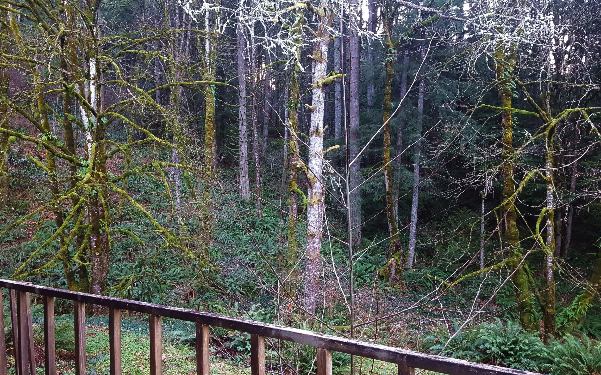 Cedar Dell Classroom Deck View.jpg
