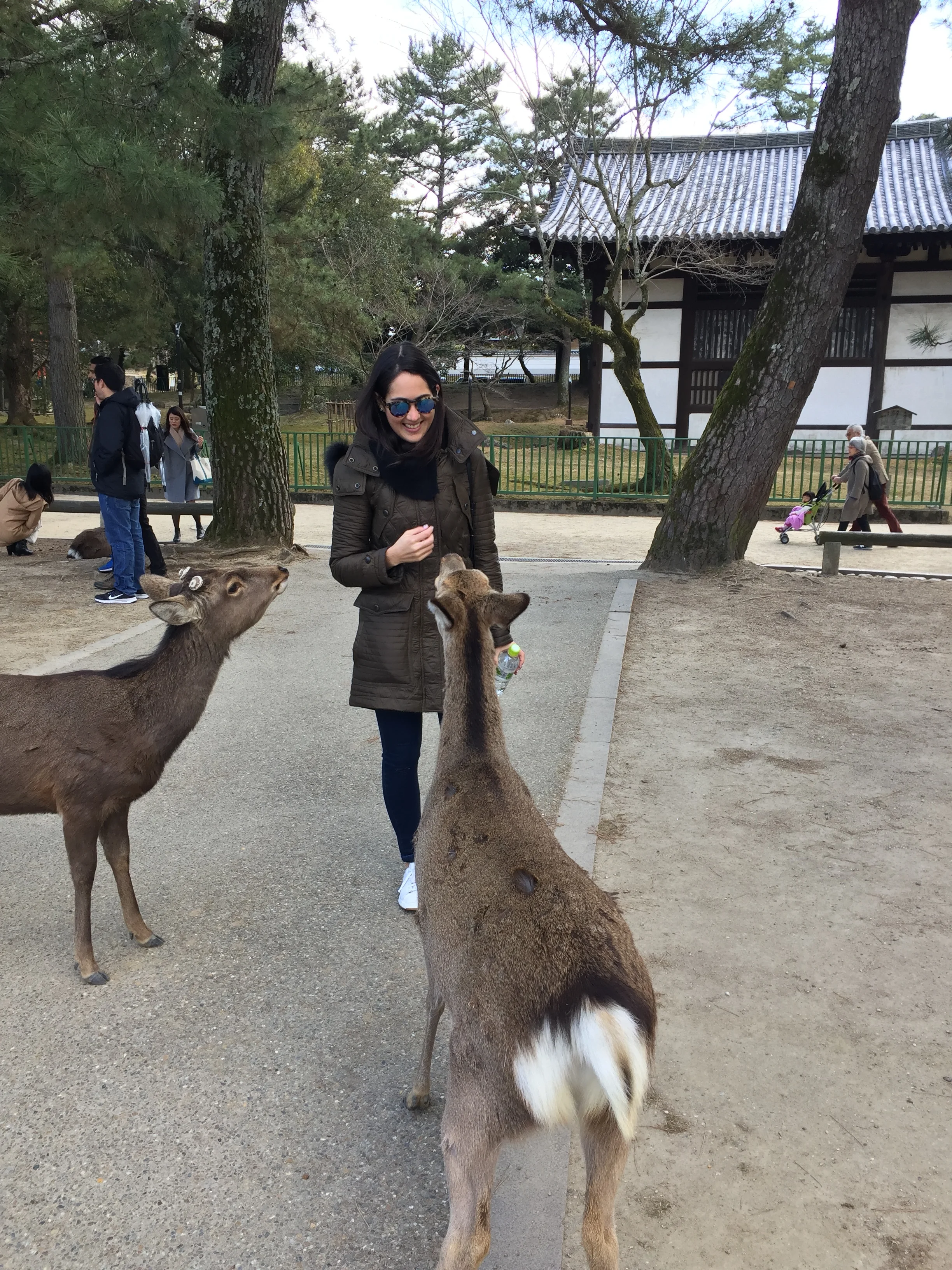 Feeding the deer at Nara, Japan