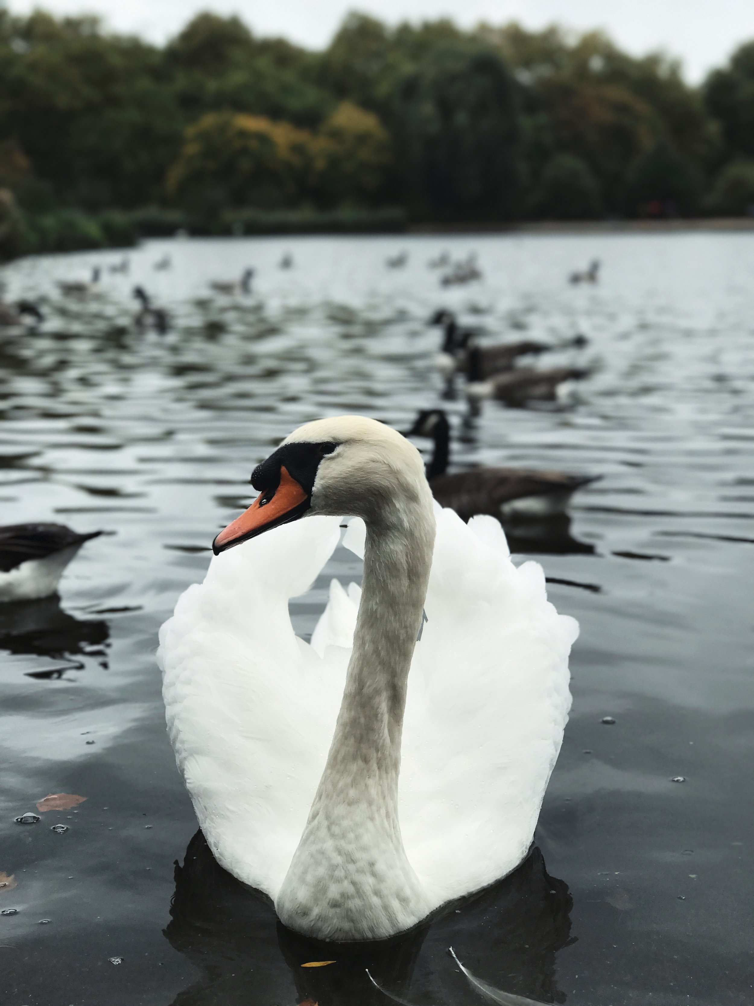 Swan Portrait 2