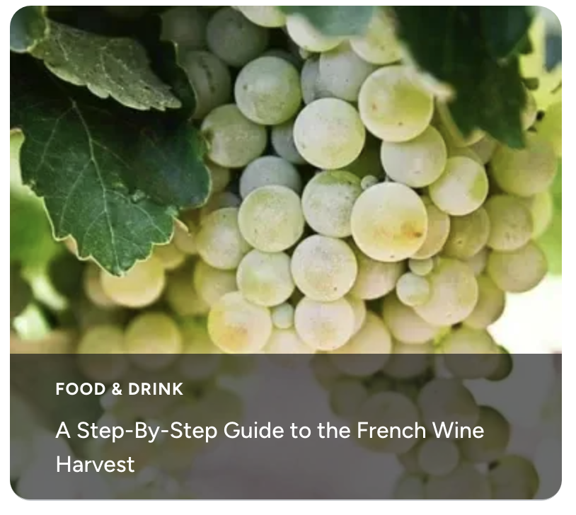 A Step-By-Step Guide to the French Wine Harvest