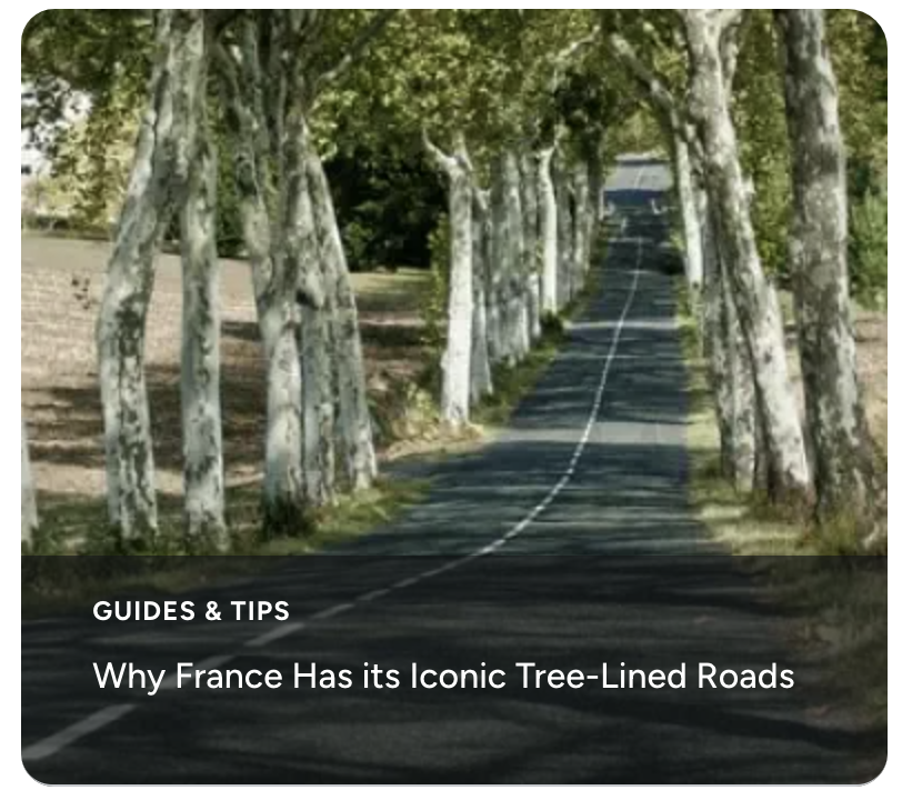 Why France Has its Iconic Tree-Lined Roads