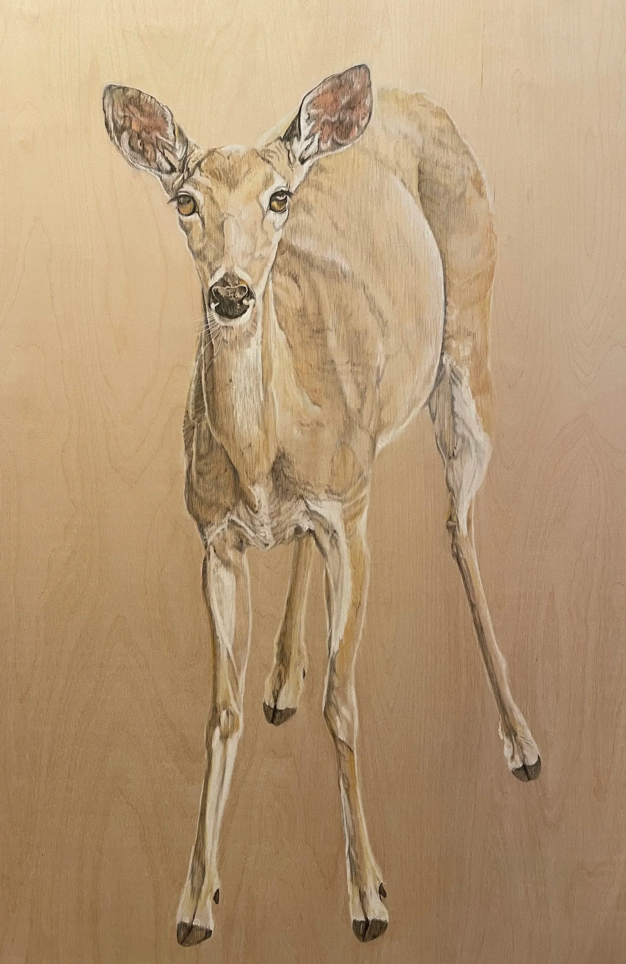 A realistic drawing of a deer with large ears, standing against a beige background.