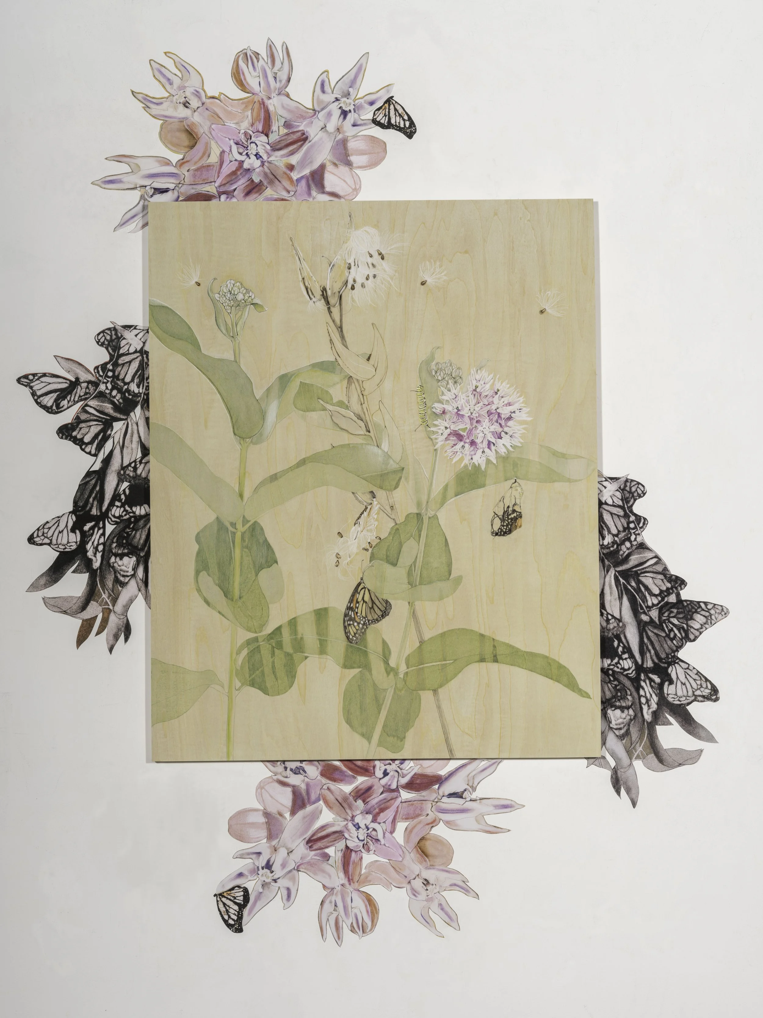 Intertwined Relationships: Milkweed and Monarchs, Mixed Media Drawing with surrounding Wall Decals, 36in x 48in