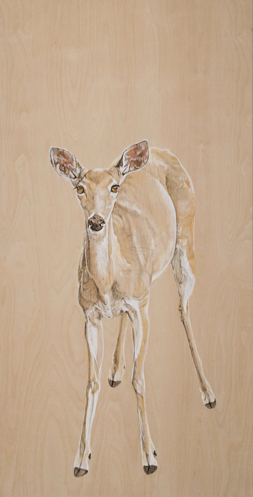 White Tailed Doe, Mixed Media Drawing, 24in x 48in x 2in