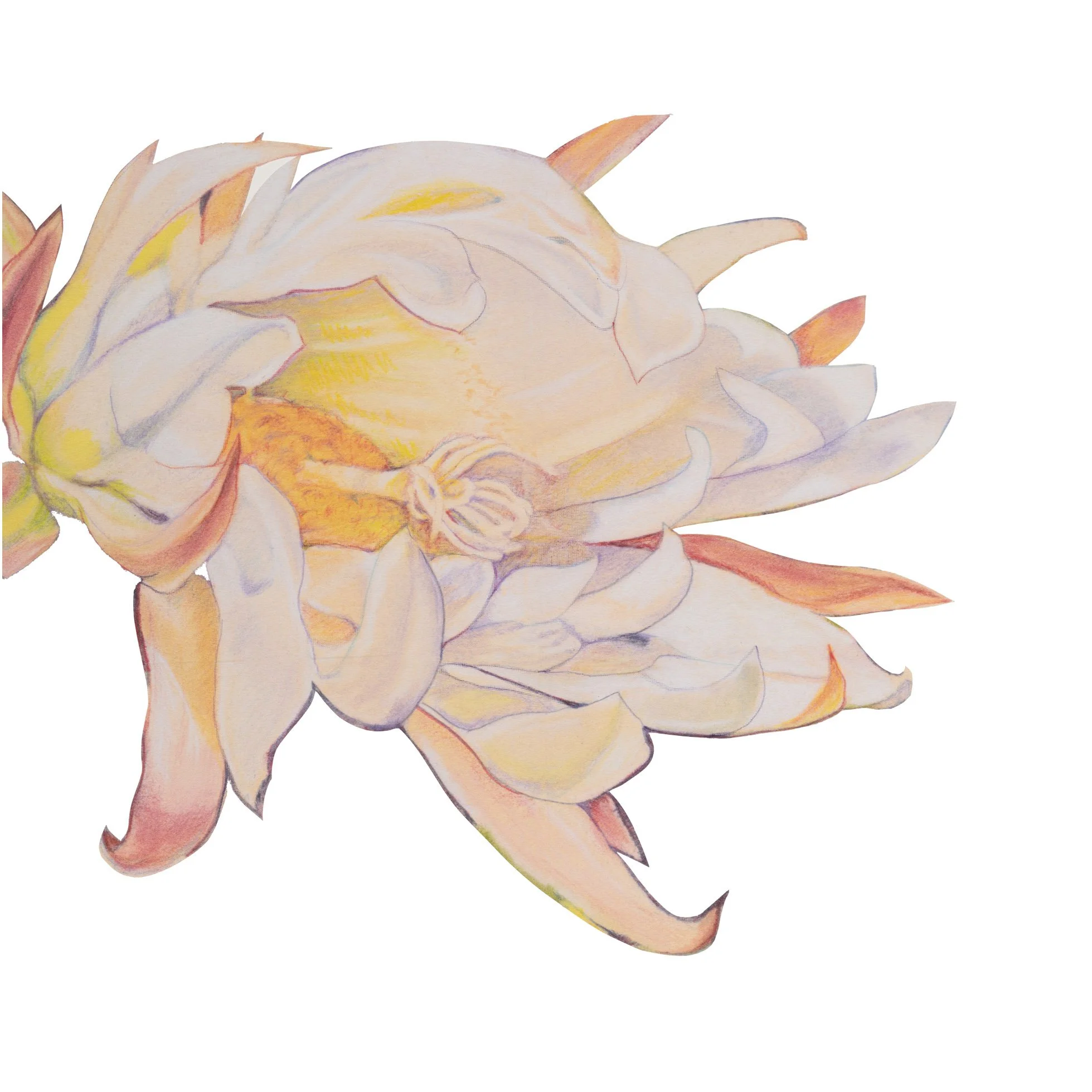 WhiteCactusBlossom_website.jpg