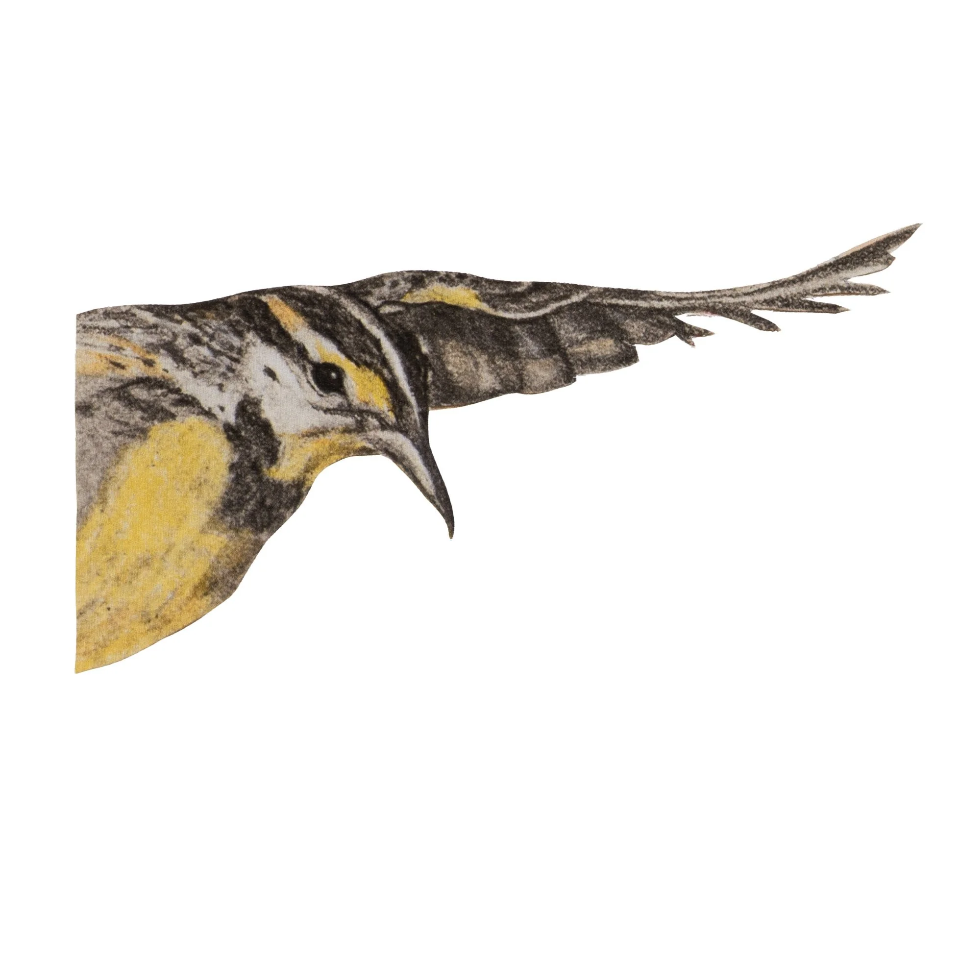 Meadowlark_facingeast_website .jpg