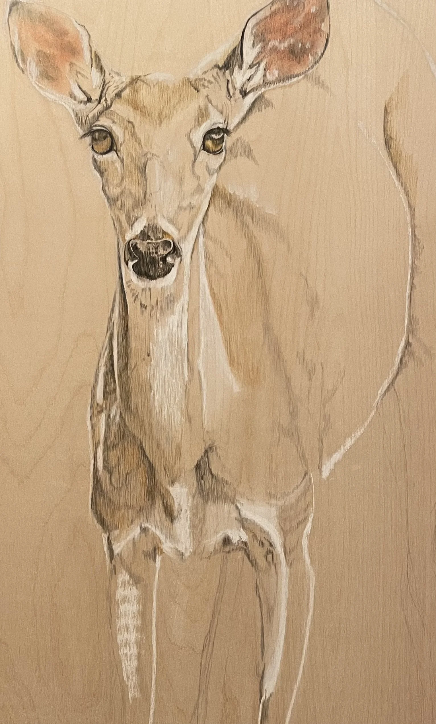 A realistic drawing of a young deer with a tan coat and large ears, standing against a plain background.