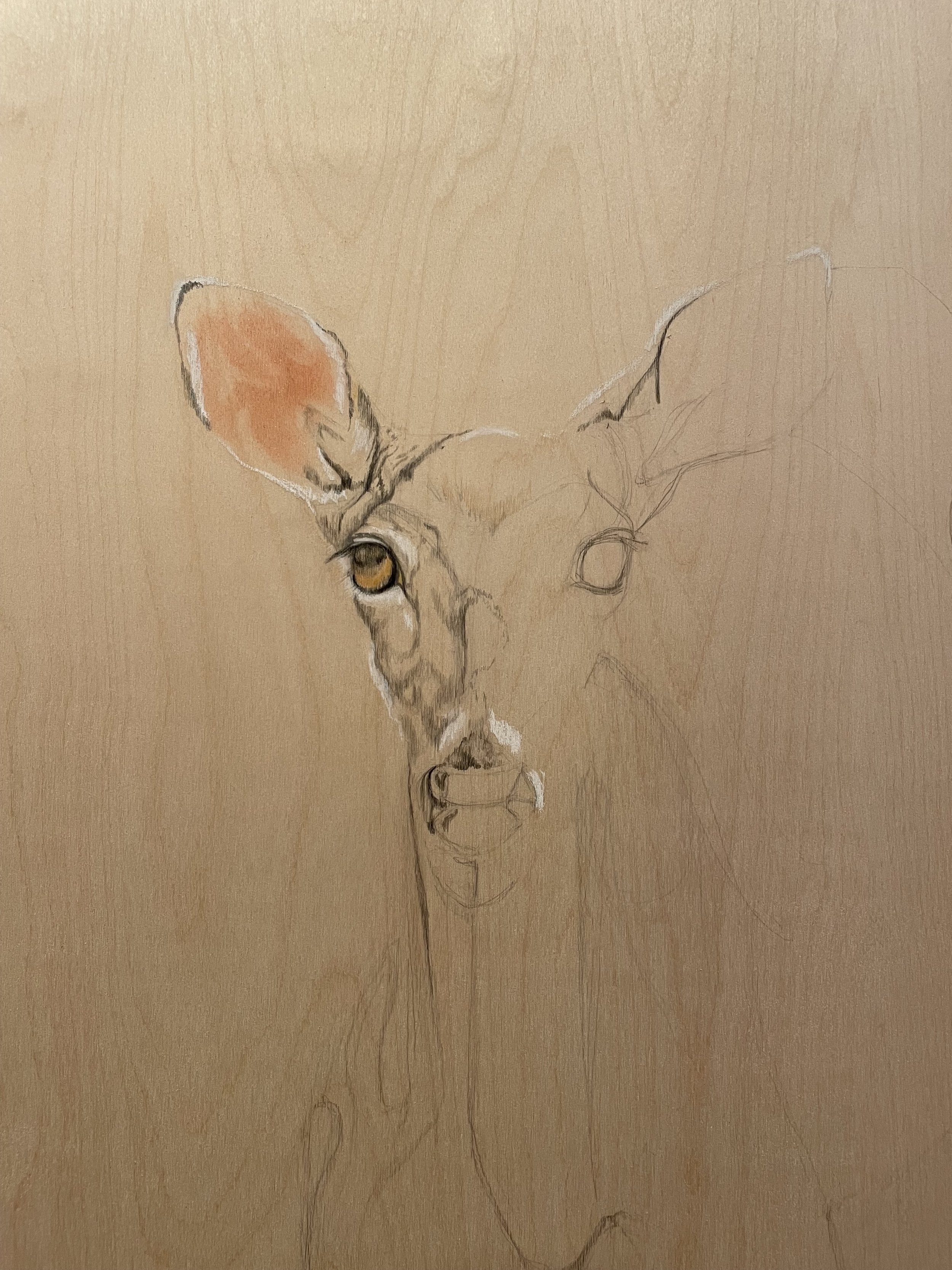 A partially finished colored pencil and pastle drawing of a deer's face on a wooden background, with some details completed on one eye and ear.