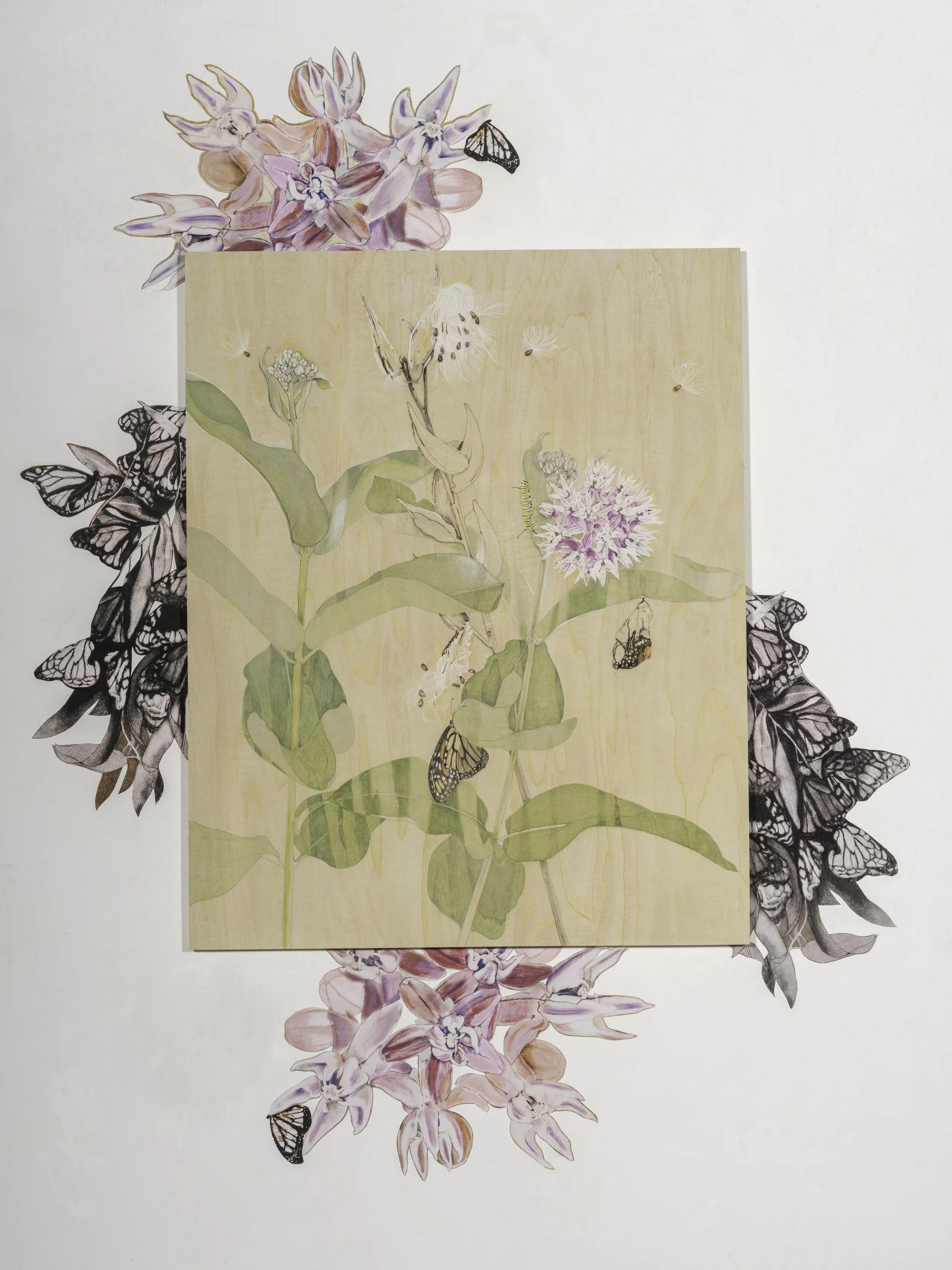 Intertwined Relationships: Milkweed and the Monarch Butterfly, Mixed Media Drawing on Panel with surrounding Wall Decals, 36in x 48in