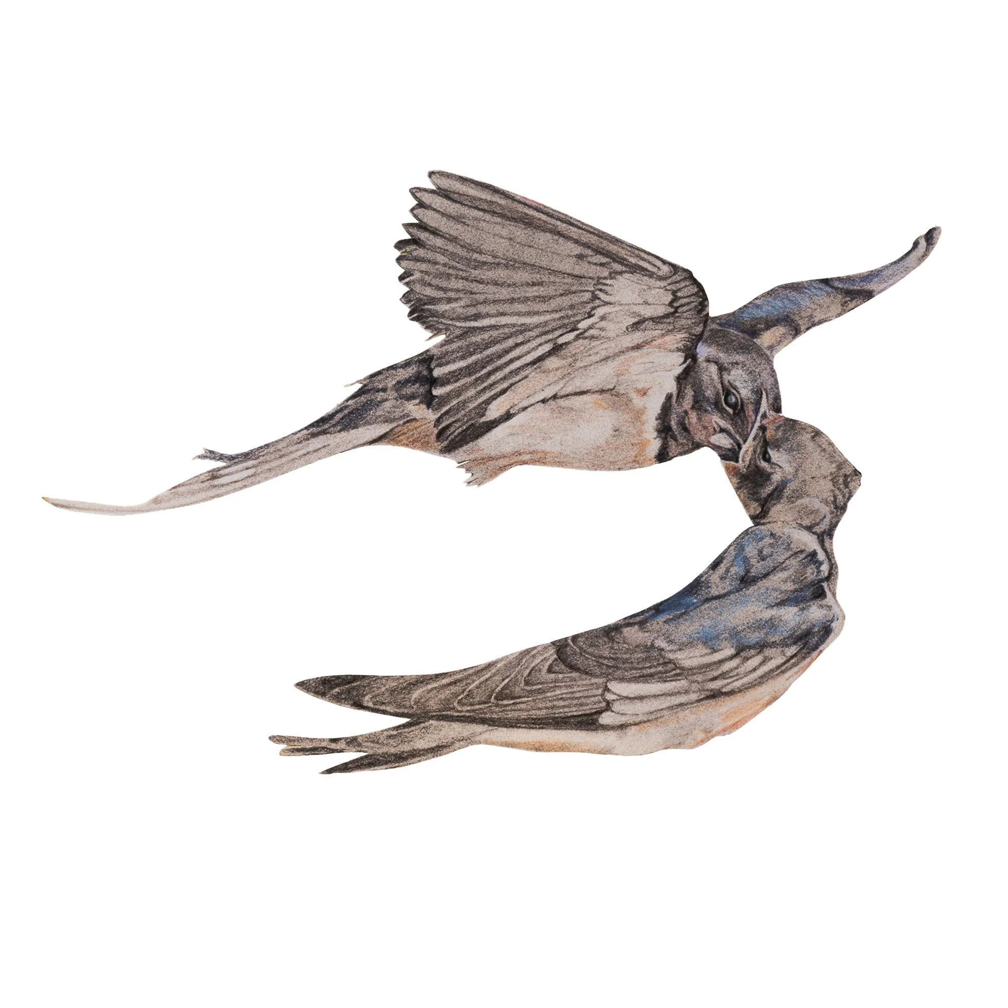 SwallowsFeedinginFlight_website.jpg