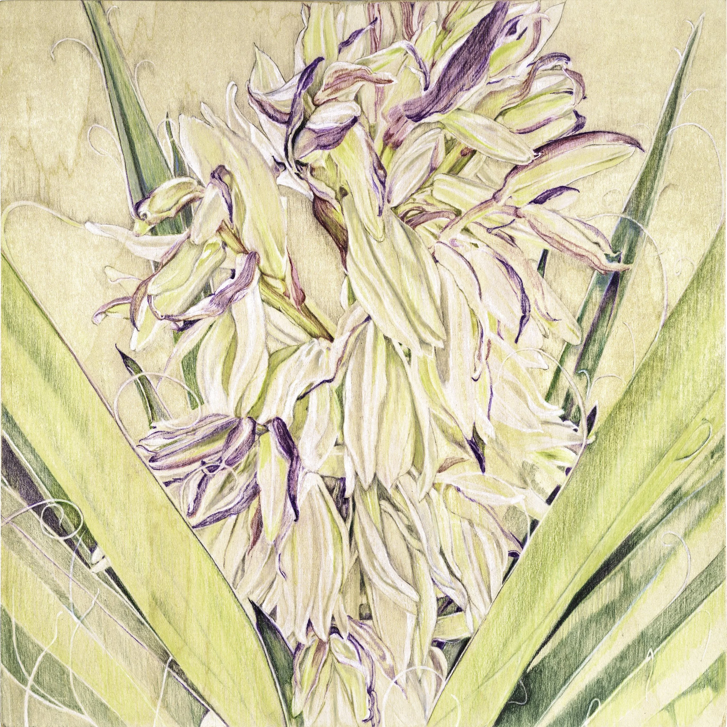 Yucca, Colored Pencil on Panel, 10in x10in x2in