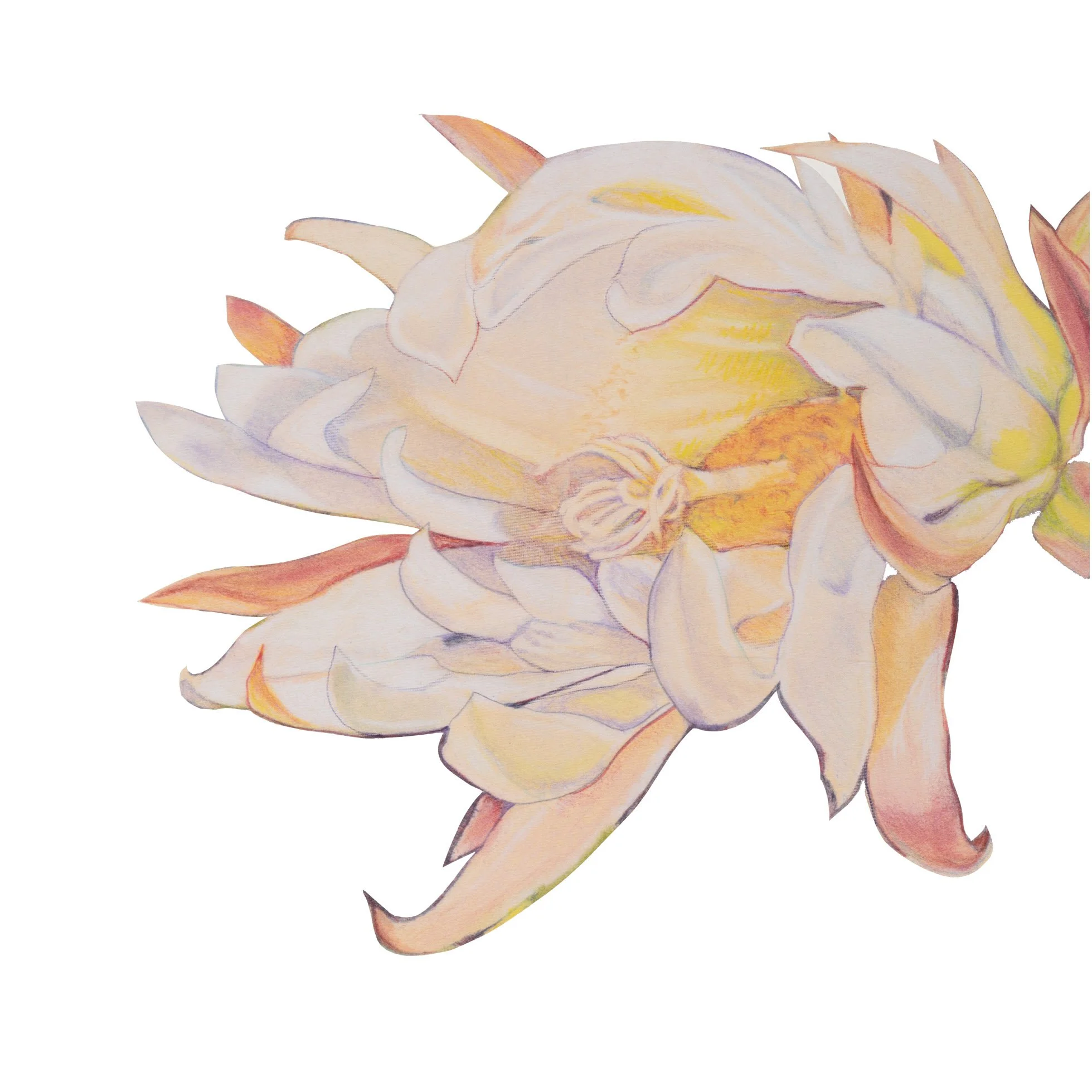 WhiteCactusBlossom_facingwest_website copy.jpg