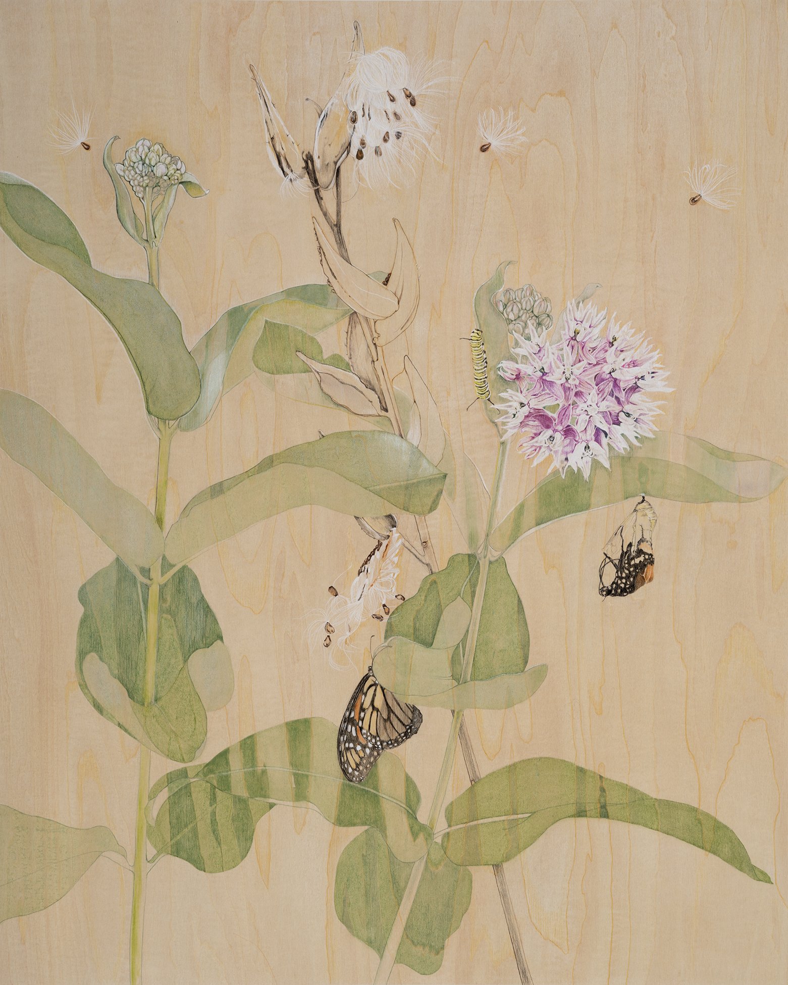 Intertwined Relationship: Milkweed and the Monarch Butterfly, Mixed Media Drawing on Panel, 20in x 30in x 2in