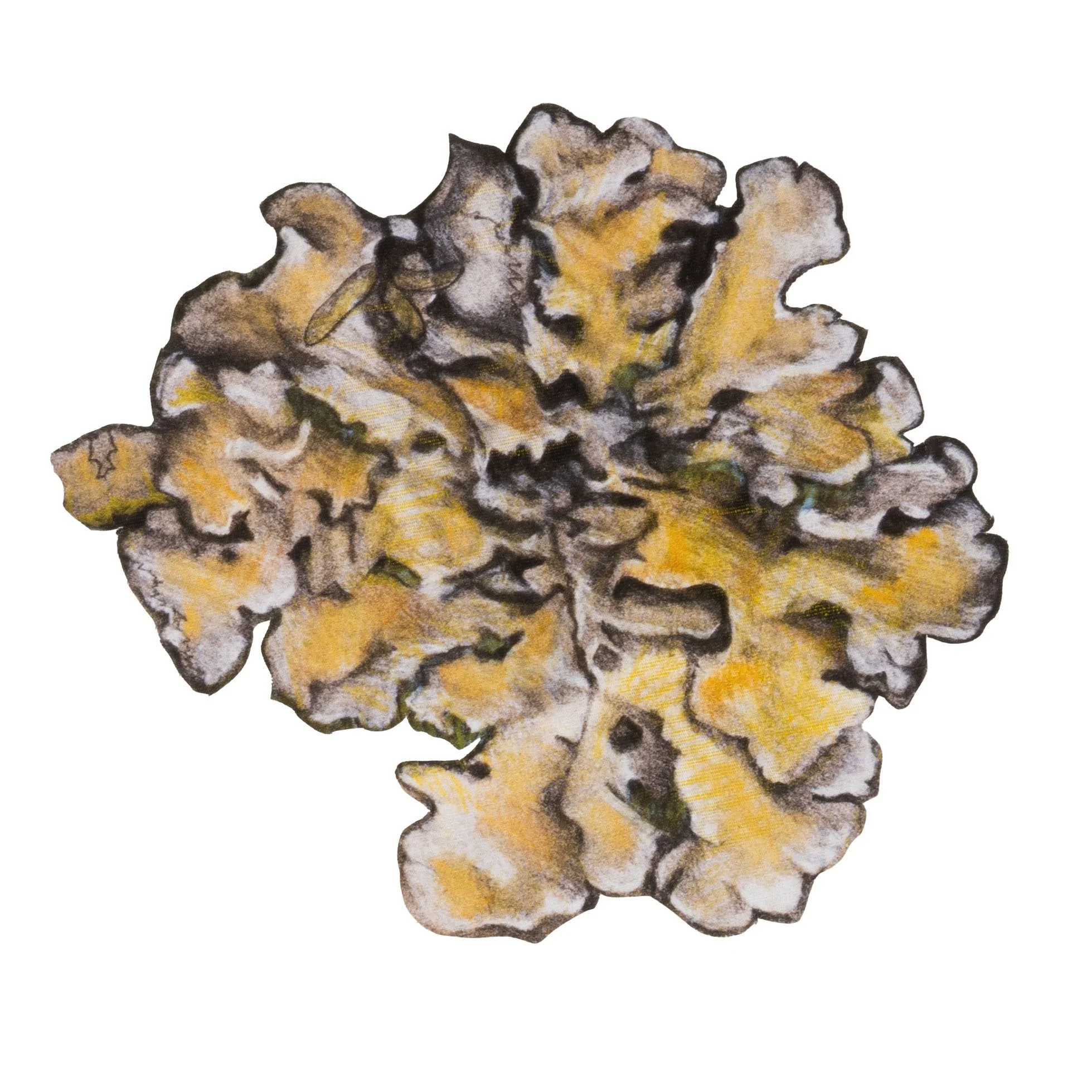 YellowLichen_website.jpg