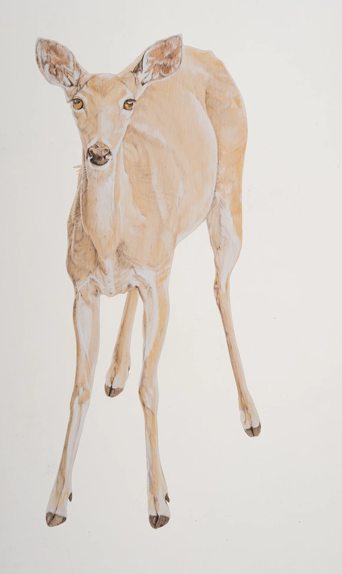 A wall decal of a White Tailed doe with large ears, adhered to a white wall.